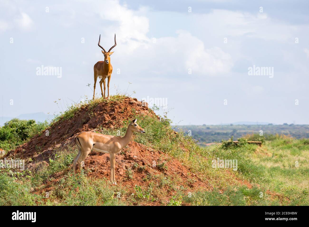 Eine schöne Antilope steht auf einem Hügel Stockfoto