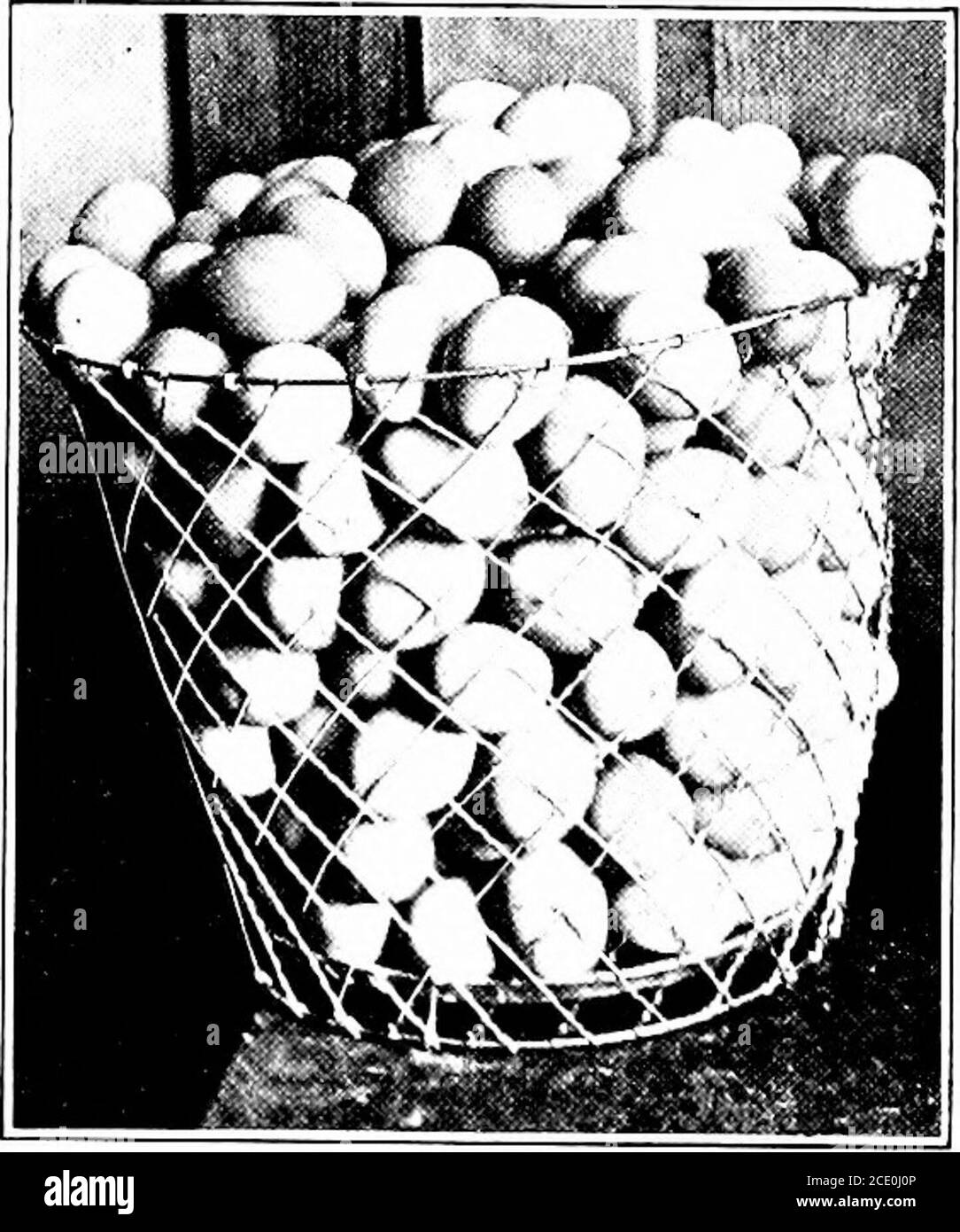 . Produktive Landwirtschaft . 60 Eier. Was der durchschnittliche Bauernhof henproduces. 120 Eier. Was sie produzieren sollte. Abb. 10 Unzen, und das Gewicht der durchschnittlichen Henne ist etwa fünf Pfund, wird es gesehen werden, dass eine Henne etwa dreimal ihr Eigengewicht in Eiern pro Jahr produzieren würde. Eierproduktion Sorte oder Name Anzahl Eier Gewicht vonEier inOunces Gewicht des Gewichts DER FuttereHen Ich aß perYear Plymouth Rock .... Wyandotte Rhode Island Rot . Leghorn 165175167165 351-45355-25374-08 348-15 Pounds 6.2s5-755-983.60 Pounds91.8 74-Soi-S71-3 aus der obigen Tabelle wird beobachtet, dass die Leghorns ein größeres w Stockfoto