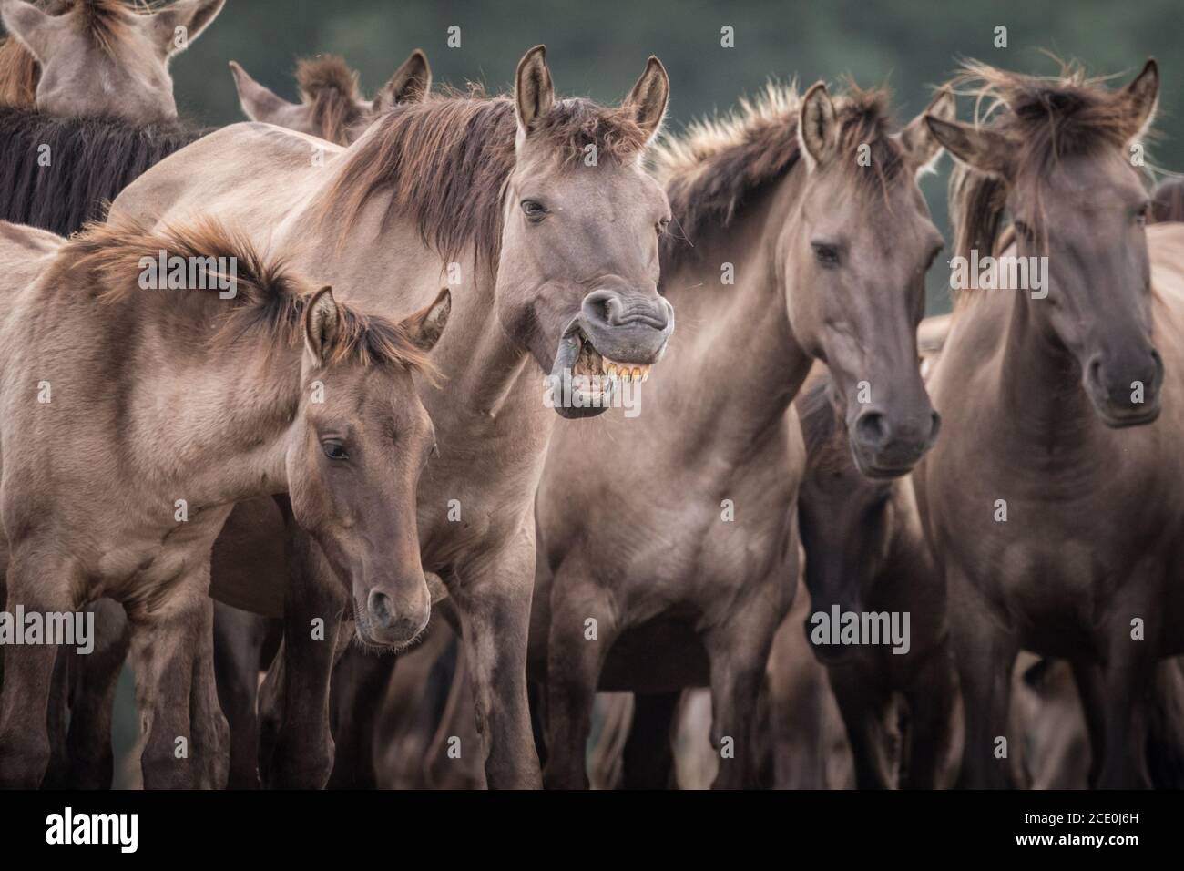 Merfelder Bruch, Dülmen, Deutschland. August 2020. Herumhorchen! Die 300 starke Herde wilder Ponys, heute die einzige Herde und einheimische Pony-Rasse in Deutschland, grast bei mildem Spätsommerwetter. Die Dülmen, benannt nach der Stadt Dülmen, wo sie im 14. Jahrhundert zum ersten Mal gefunden wurden, durchstreifen ein 860 Hektar großes Gebiet in der Mehrfelder Bruch. Sie werden gelassen, ihre eigene Nahrung und Obdach zu finden, die Stärke der Rasse fördernd. Kredit: Imageplotter/Alamy Live Nachrichten Stockfoto