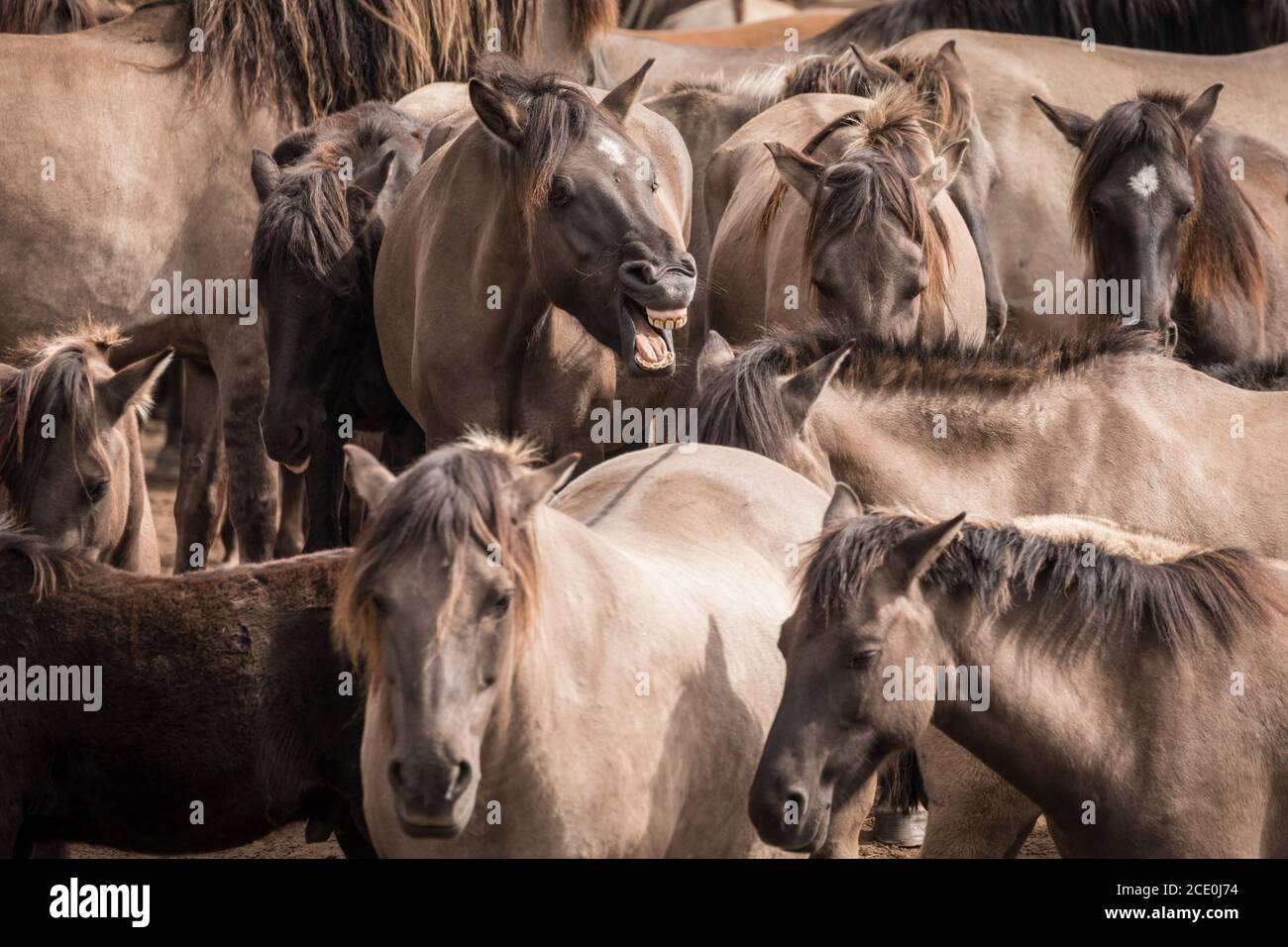 Merfelder Bruch, Dülmen, Deutschland. August 2020. Herumhorchen! Die 300 starke Herde wilder Ponys, heute die einzige Herde und einheimische Pony-Rasse in Deutschland, grast bei mildem Spätsommerwetter. Die Dülmen, benannt nach der Stadt Dülmen, wo sie im 14. Jahrhundert zum ersten Mal gefunden wurden, durchstreifen ein 860 Hektar großes Gebiet im Merfelder Bruch. Sie werden gelassen, ihre eigene Nahrung und Obdach zu finden, die Stärke der Rasse fördernd. Kredit: Imageplotter/Alamy Live Nachrichten Stockfoto