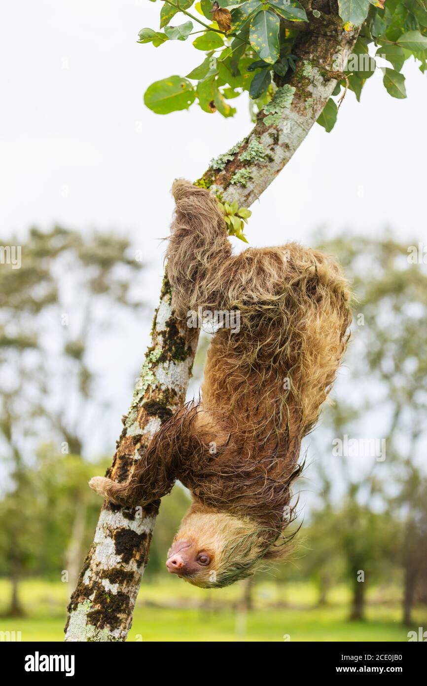 Faultier Stockfoto