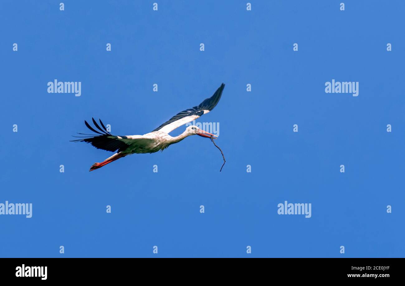 Flug des weißen und schwarzen Storches mit dem Ast In seinem Schnabel am blauen Himmel Stockfoto