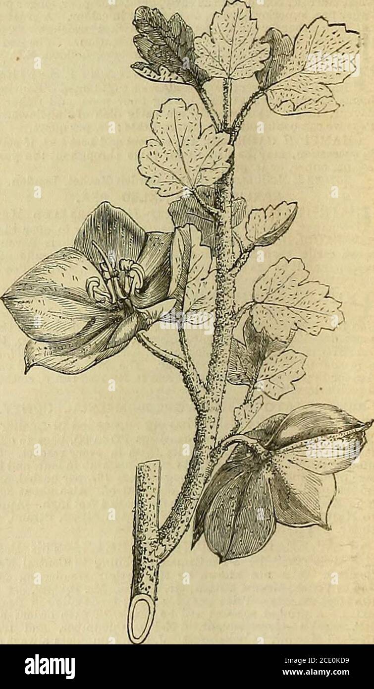 . The Gardeners' Chronicle and Agricultural Gazette . nianBeiträge zu Knoivledge, Vol. V. t. 2: Von dieser bemerkenswertesten Pflanze wurde 1851 im Garten der Gartenbaugesellschaft aus einem Samen von Herrn Robert Wrench ein Einzelgänger aufgezogen, der im April 1854 erstmals Blüten hervorbrachte, so groß wie die von Trollius asiaticus, innen leuchtend gelblich, außen aprikosenfarbig, Mit dem Zusatz vonetwas Zimt unten gefärbt; und ihre Substanz war so dick, dass jede Blume in Perfektion blieb für Wochen. Seit tbat Zeit hat es sich als ein schöner Hardystrauch erwiesen, mit einem h Stockfoto