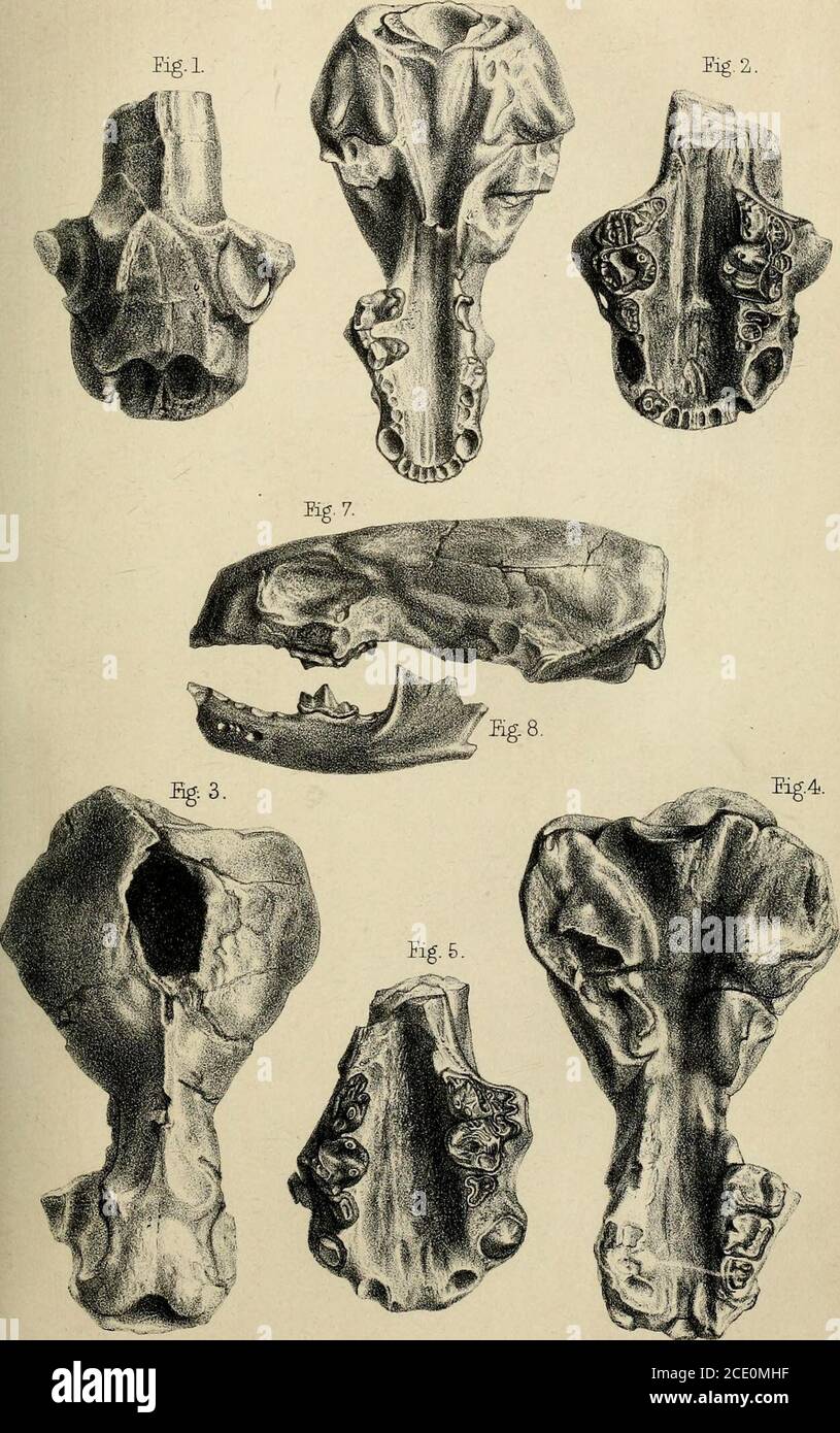 . Paläontologische Memoiren und Notizen von H. Falconer, mit einer biographischen Skizze des Autors. Sie wurden von Zeichnungen von Mr. Ford in einer unveröffentlichten Platte der FaunaAntiqua Sivalensis reproduziert. Abb. 1 bis 5 sind eher weniger als die Hälfte (etwa 1) der natürlichen Größe; Feigen. 6-8 sind zwei Drittel der natürlichen Größe. Alle Exemplare befinden sich im BritishMuseum.Figs, Land 2. Enhydriodon Sivalensis. Anteriorer Teil des Schädels eines yoiing und wahrscheinlich weiblichen Individuums. B. M. Kat. Nr. 37,154. (Siehe Seiten 334 und 553.) Abb. 3 und 4. Enhydriodon Sivalensis. Zwei Ansichten des Schädels, pro-bably eines Weibchens Stockfoto