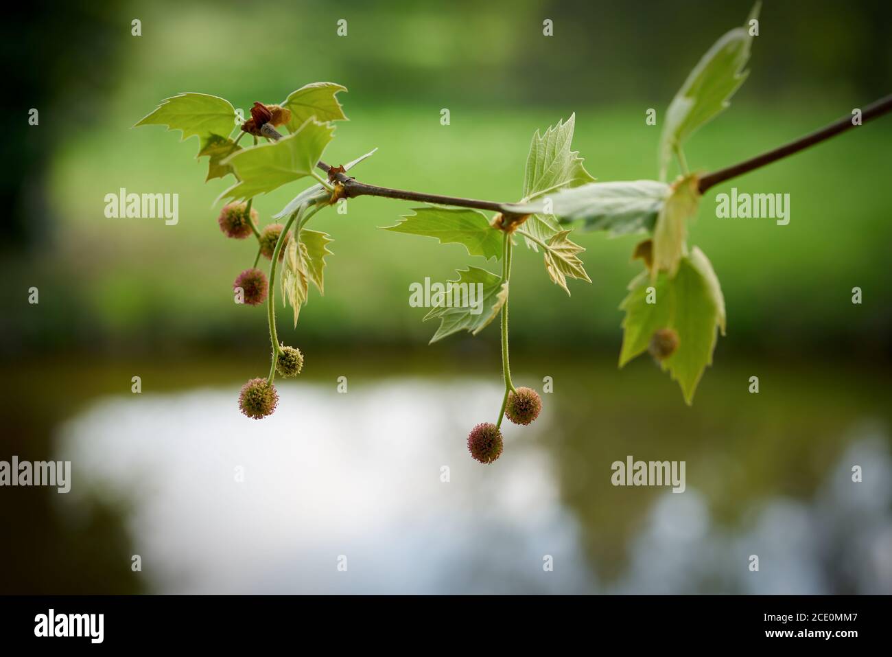 Die Blätter und die Früchte des Platanenbaumes im Frühling Stockfoto