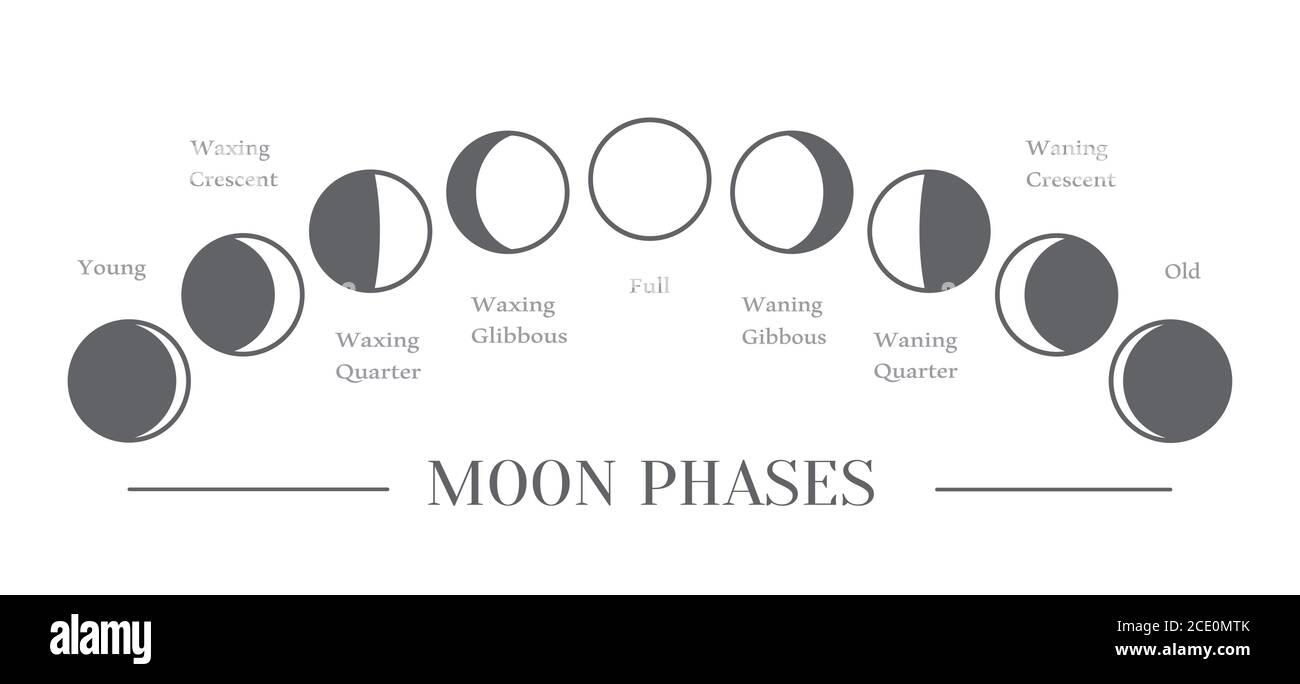 Mondphasen. Der ganze Zyklus vom Neumond bis zum Vollmond. Vektor Stock Vektor