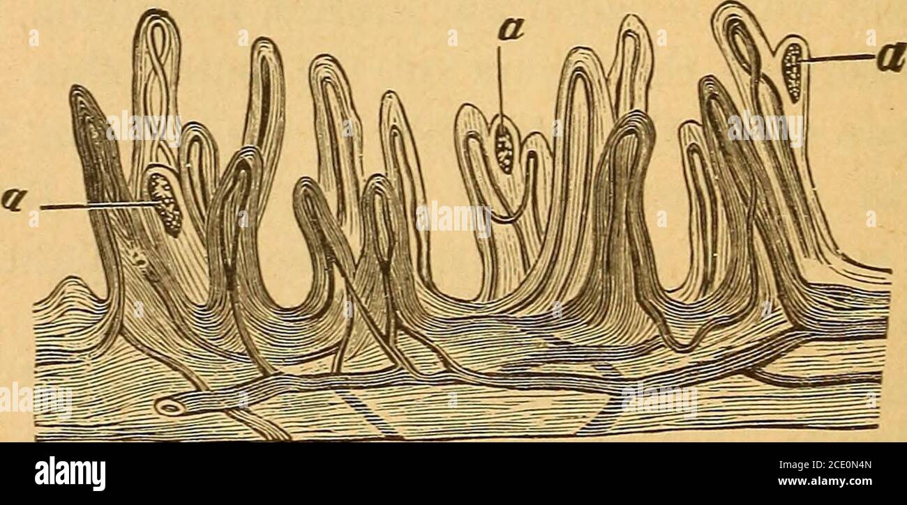 . Der private Berater der jungen Dame. Kleine Gravur sieht ziemlich klein aus, es ist eine große Menge an Studie darin. 46 Die Haut. Sie werden in der Schnittführung feststellen, die die Epidermis zeigt, die wir hatten: f 1. Stratum corneum.P ., . 12. Stratum lucidum.* 1 3. Stratum granulosum. [ 4. Stratum malpighii. Nun beachten Sie, dass es keine Anzeichen für ein Blutgefäß in der Epidermis. Aber in dem Moment, wo Sie die Papillen schlagen, sind es Blutgefäße in großer Fülle, die um die Papillen herum gefunden werden, sowie ein Netz von Nerven. In diese wahre Haut drückt der giftdosierende Doktor seine hypodermische Nadel und entlädt die Poi Stockfoto