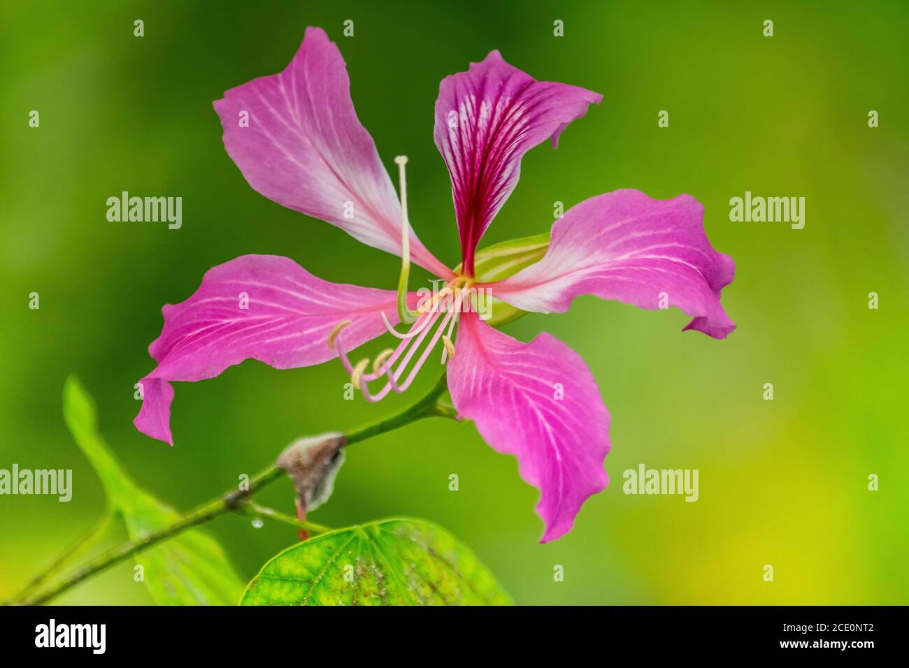 Eine wunderschöne, isolierte, violette Blume mit grünem Hintergrund in einem Garten in Marbella, Spanien Stockfoto