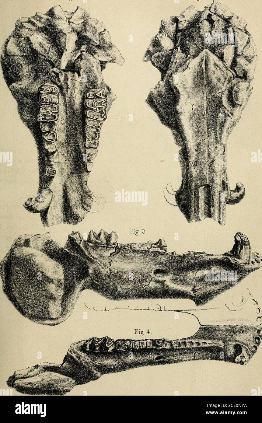 . Paläontologische Memoiren und Notizen von H. Falconer, mit einer biographischen Skizze des Autors . ter der Zähne.als Merycopotamus ist die Art figuredin der Fauna Antiqua Sivalensis, in PlateIxVIII., von denen die Ähnlichkeit zwischen den Zähnen des Merycopotamus und denen von Anthracotherium wird darauf hingewiesen. Dr. Falconer hat zwei Arten von Merycopotamus subse-quently unterschieden. Siehe Band ii. –[Ed.] DESCEIPTION DER PLATTE XIH. Merycopotamus dissimis. Abb. 1 und 2. Palatinale und obere Flächen eines Schädels, im BritishMuseum, von Merycopotamus disshnilis, ein Drittel der Naturgröße. Von dra kopiert Stockfoto