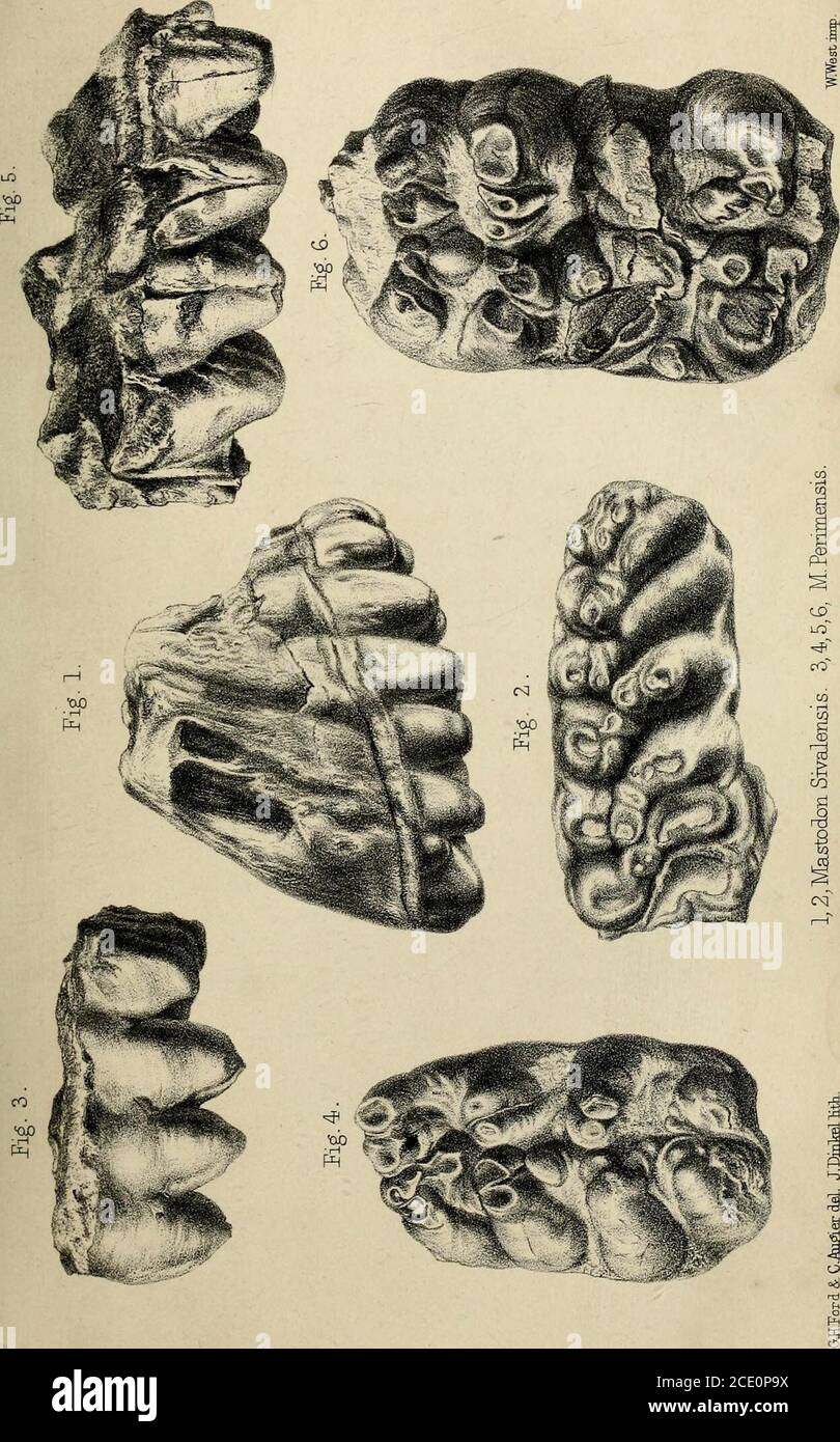. Paläontologische Memoiren und Notizen von H. Falconer, mit einer biographischen Skizze des Autors. Zahn hat sechs Grate und ein Hindtalon und zeigt gut die alternative disjjosition der Kronenmamillen. Im BritishMuseum befindet sich ein Abguss des Exemplars. (Siehe Seiten 117 und 467, und Band I. S. 29.) Abb. 3 und 4. Plan und Profil zeigen den antepenultimen Molar des Oberkiefers, linke Seite, von Mastodon Perimensis, eine Hälfte der atüralen Größe. Das Exemplar wurde von der Insel Perim gewonnen und befindet sich im Museum der Asiatischen Gesellschaft von Bengalen. Die Figur ist von einer Bleistiftzeichnung von Herrn C kopiert Stockfoto