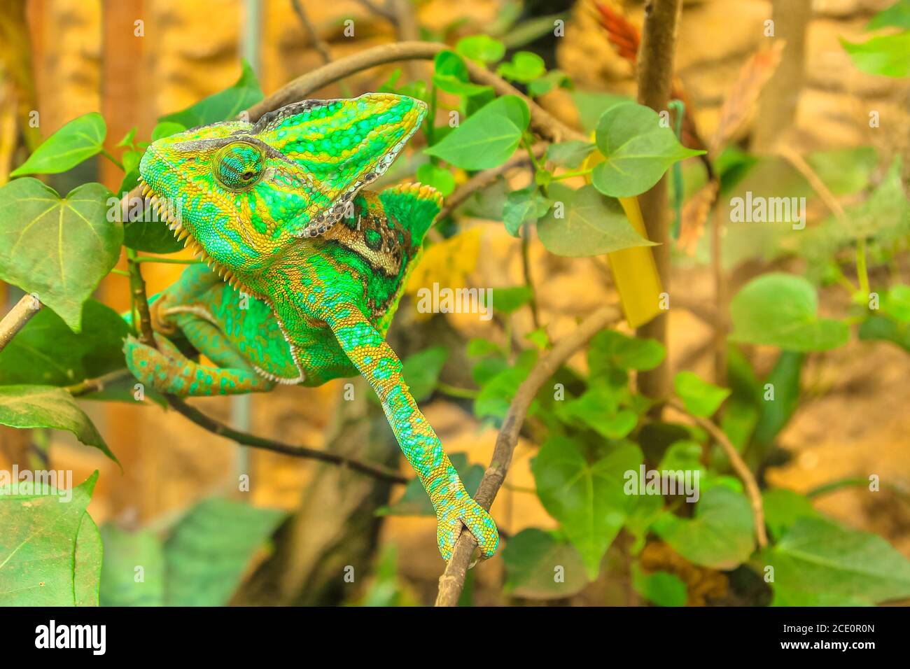 Nahaufnahme des grünen Chamäleons auf einem Hintergrund von Ästen und Blättern. Nahaufnahme. Chamaeleo calyptratus Art. Stockfoto