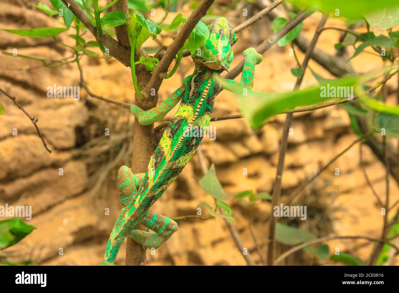 Grünes Chamäleon auf einem Hintergrund von Ästen und Blättern. Nahaufnahme. Chamaeleo calyptratus Art. Stockfoto