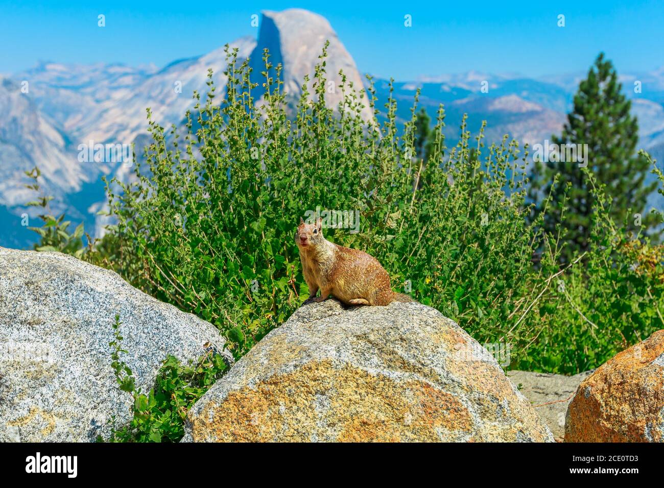 American Red Squirrel im Yosemite National Park am Half Dome Peak. Sommer in Kalifornien, USA. Tamiasciurus hudsonicus Art Stockfoto