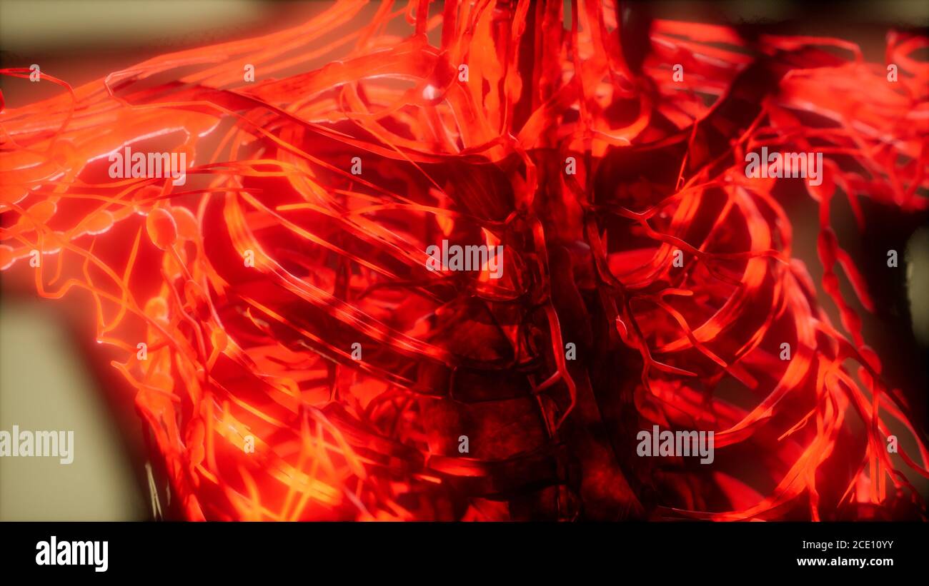 Inspektion von Blut in den Blutgefäßen des Kreislaufes System Stockfoto