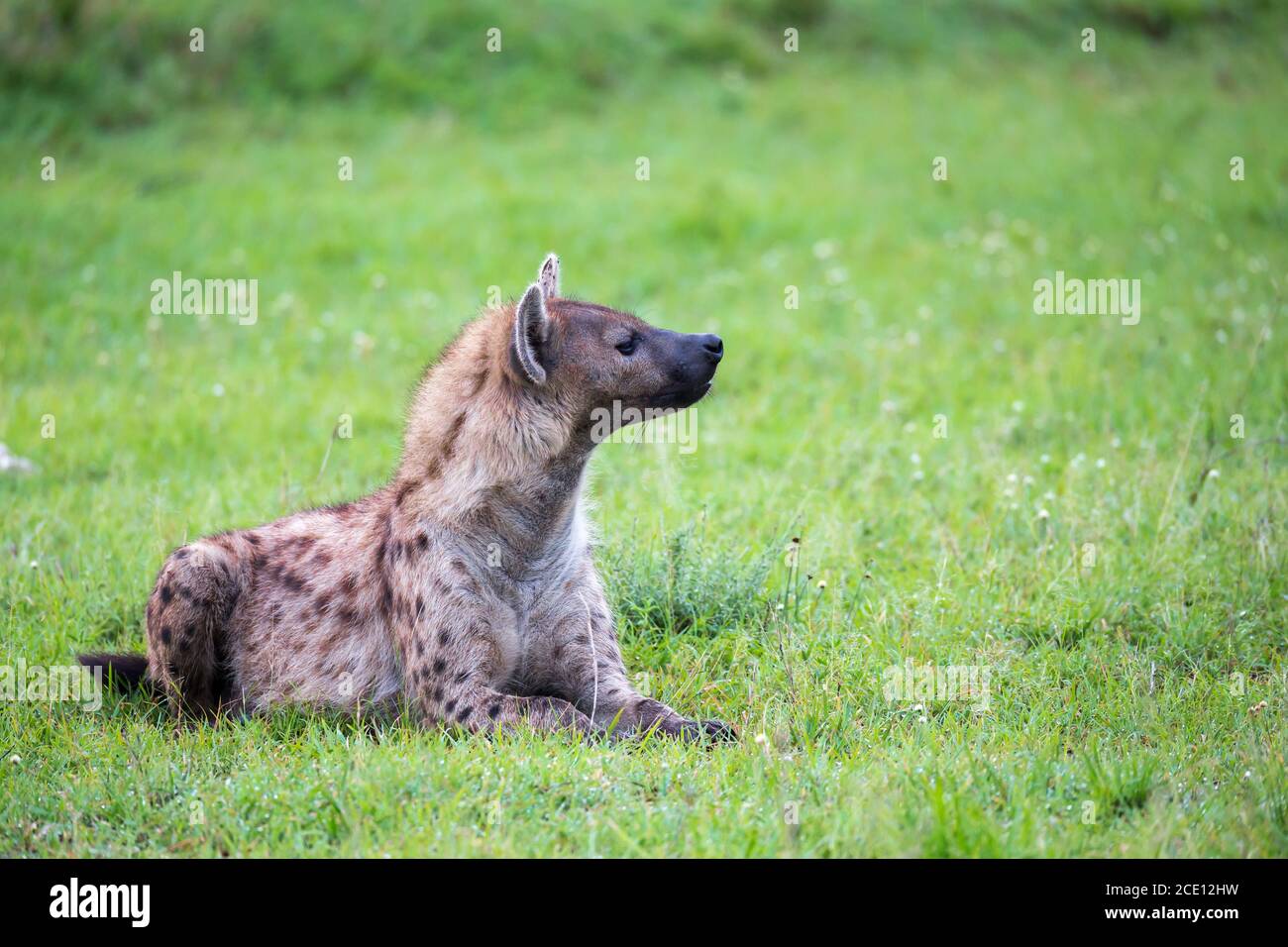 Eine Hyäne liegt im Gras der Savanne In Kenia Stockfoto