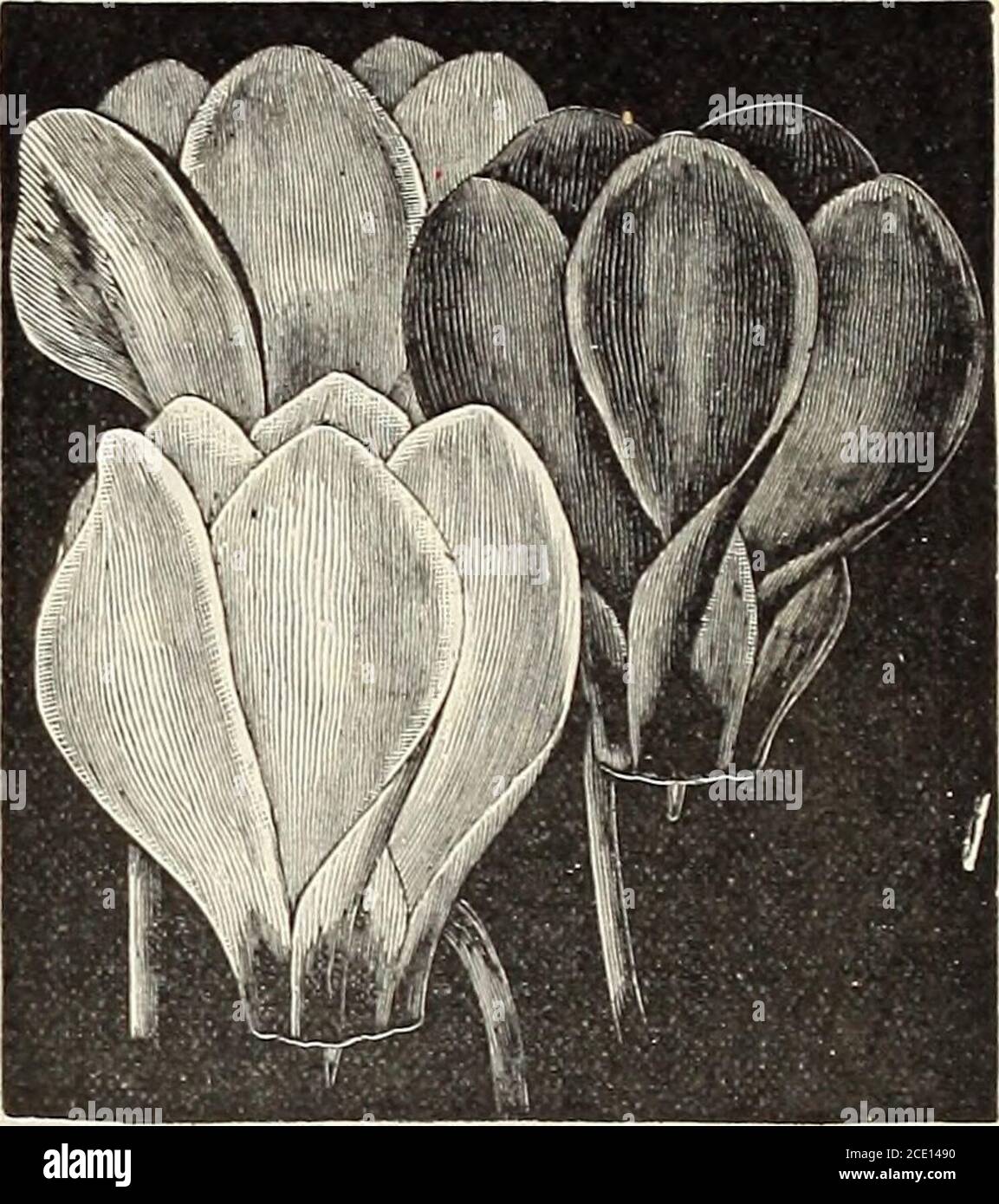 . Elliotts 51. Jährliche Ausgabe der Herbstbirnen . ius: Crocus.) Eine hübsche Birne mit Blüten, die einem Crocus ähneln, lila, weiß gestreift – behandeln Sie als Crocus. Die Besonderheit der Pflanze ist, dass die Blüten im späten Herbst produziert werden, und die Blätter erscheinen im folgenden Frühjahr und reifen den Samen; eine sehr interessante Pflanze. Die Glühbirnen sind groß und sollten einige Zeit bleiben, ohne gestört zu werden. Je 5c;45c. Pro doz. Sy Mail, addieren Sie 3 Cent pro Glühbirne. CYCLAMEN. ^ unter den vielen bezaubernden Pflanzen, die das Blumenhaus und Wohnzimmer während der Frühlings- und Wintermonate zieren, sind nur wenige, wenn überhaupt, so interessant Stockfoto