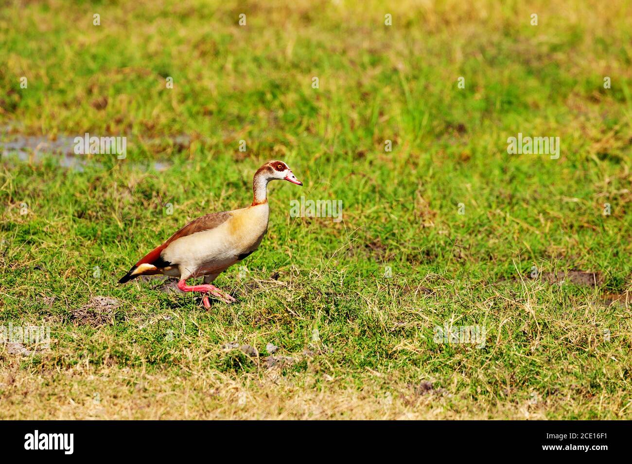 Alopochen aegyptiaca oder ägyptische Gans in Kenia in natürlicher Umgebung Des Reservierungsparks Stockfoto