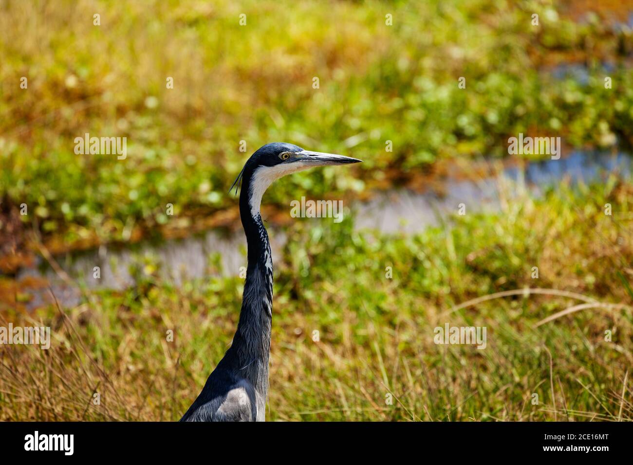 Kopf des Blaureihers oder Ardea Herodias in Kenia park Vogel in der natürlichen Umgebung Stockfoto