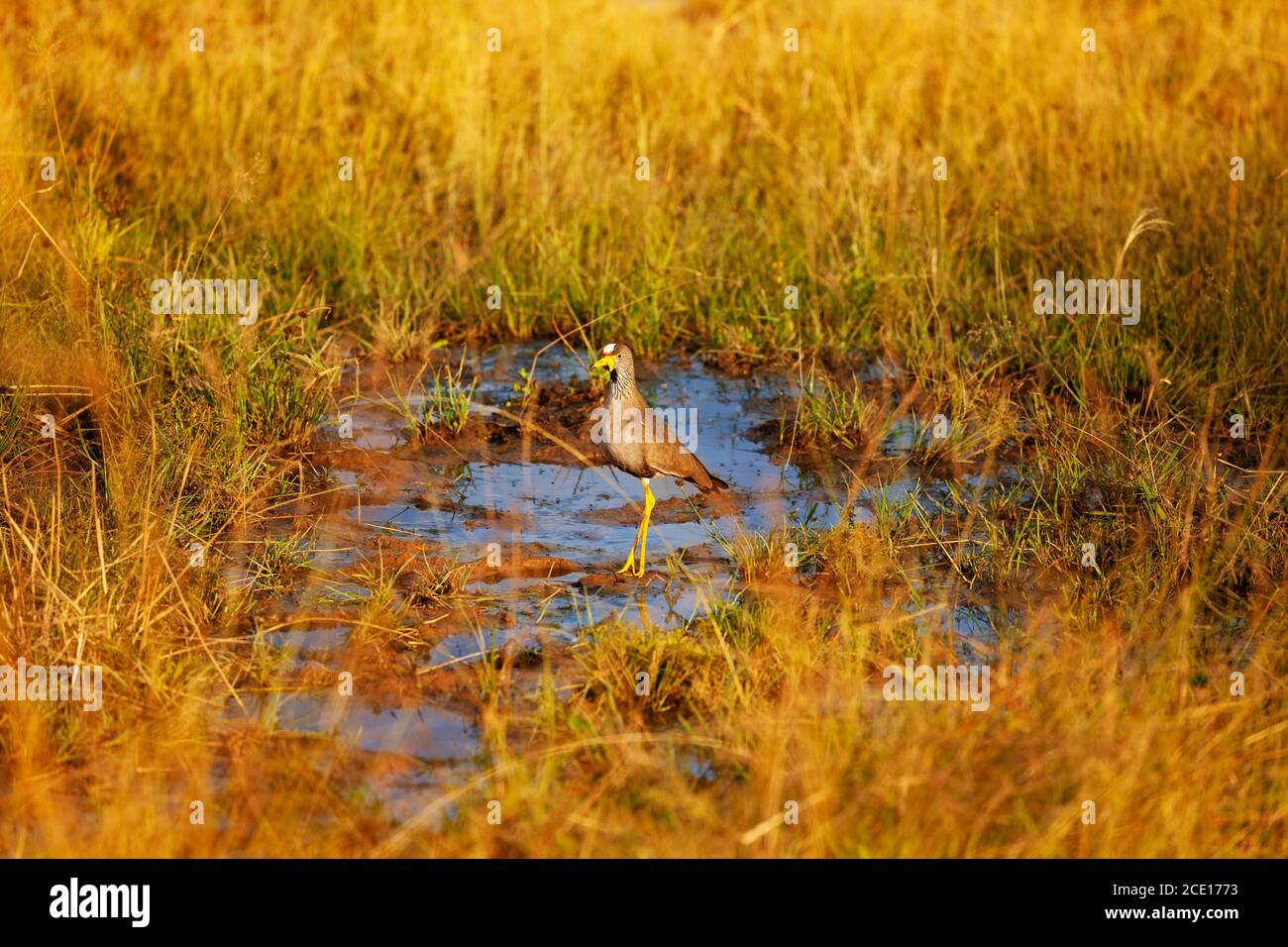 Der African wattled Lapwing oder Senegal Plover, Vanellus senegallus großer Vogel der Familie Charadriidae in Kenia Stockfoto