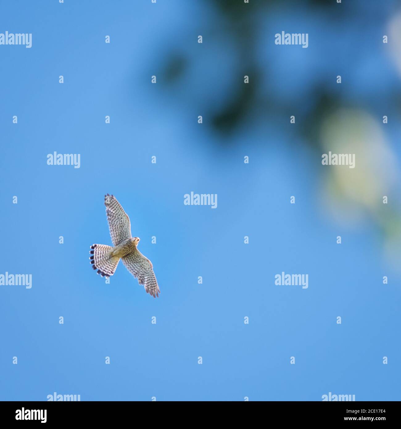 falcon fliegt in bluesky Stockfoto