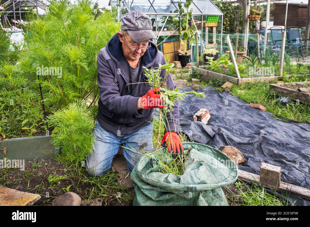 Lawrence Cagle, auf Grundstück 54 von Eglinton Growers Zuteilungen, Kilwinning, Ayrshire, Schottland, Großbritannien. Jäten im Garten Stockfoto