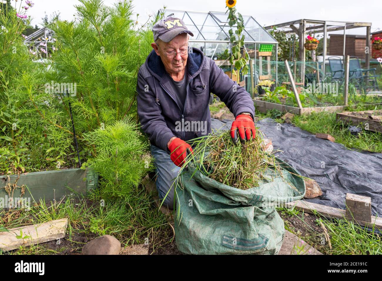 Lawrence Cagle, auf Grundstück 54 von Eglinton Growers Zuteilungen, Kilwinning, Ayrshire, Schottland, Großbritannien. Jäten im Garten Stockfoto