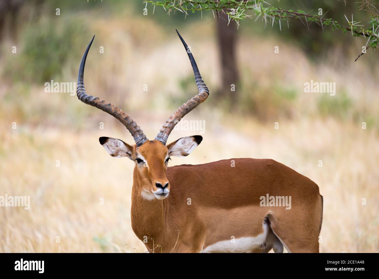 Einheimische Antilopen in der Grasland der kenianischen Savanne Stockfoto