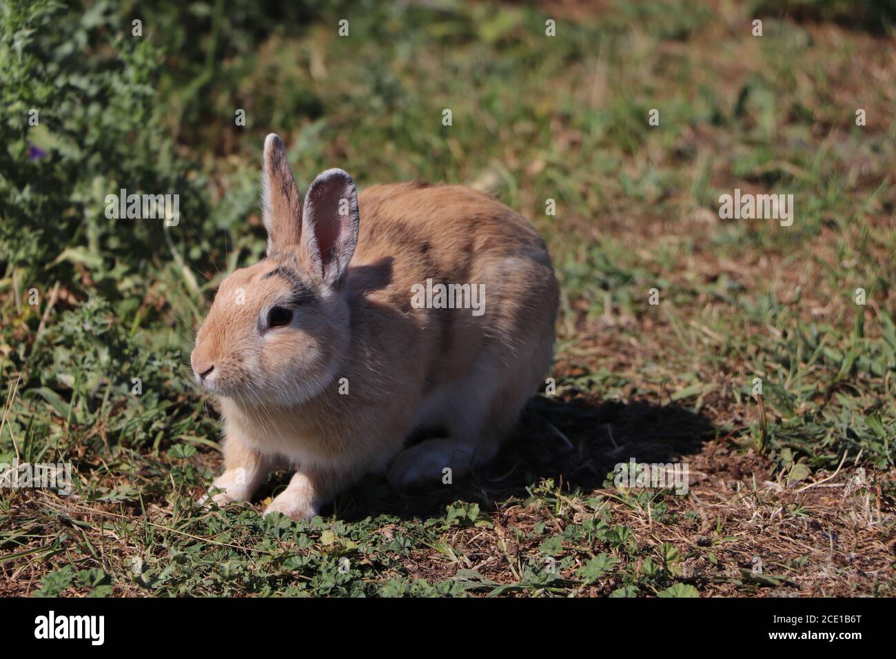 Süße Hasen im Park Stockfoto