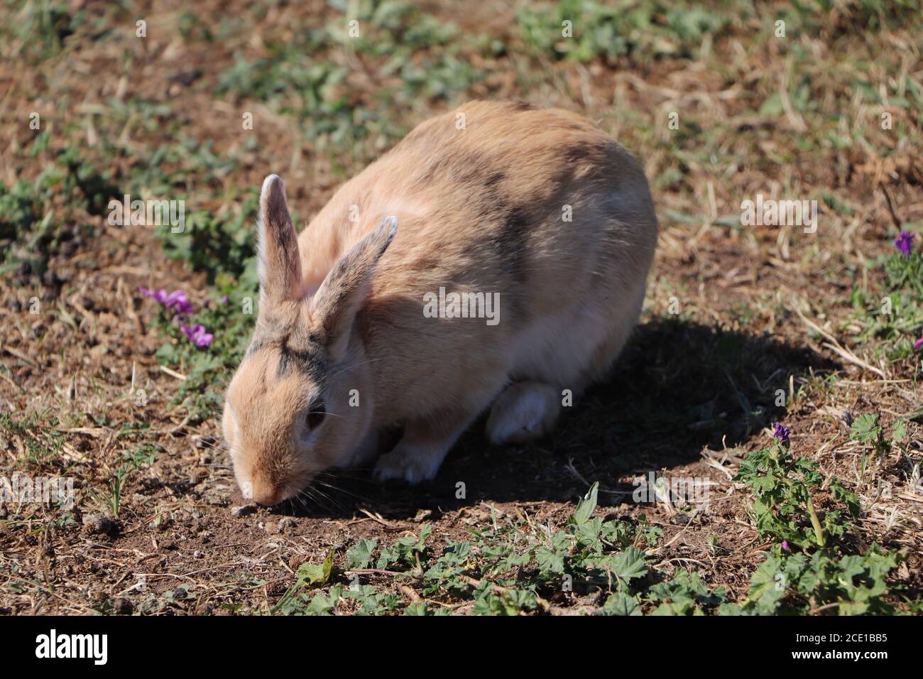 Süße Hasen im Park Stockfoto