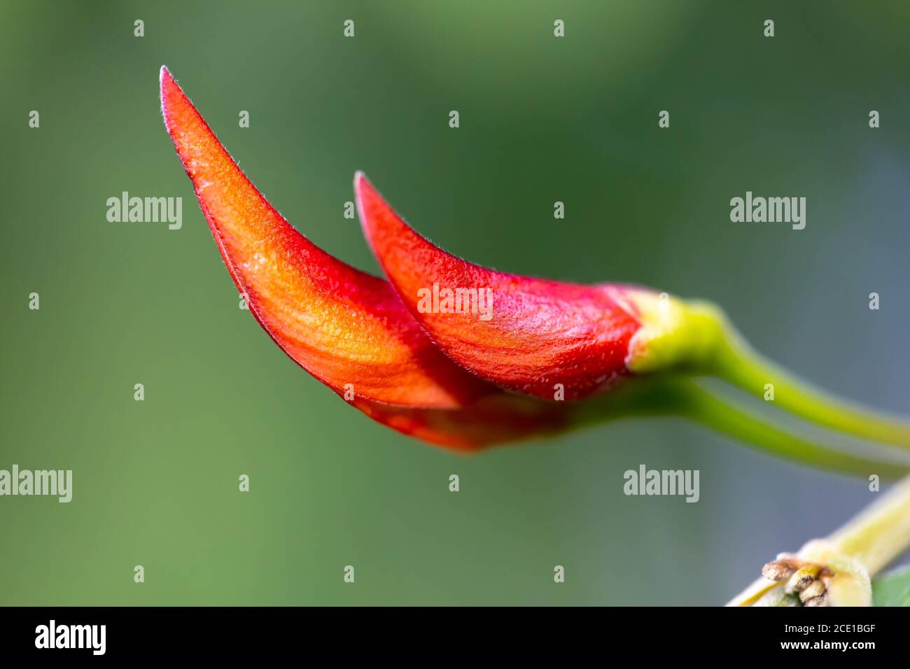 Eine exotische Pflanze mit einer schönen roten Knospe Stockfoto