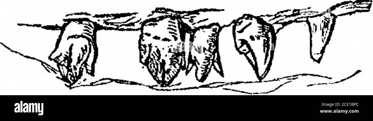 . Forschungen zur Struktur, Organisation und Klassifizierung der Fossilien Reptilien. Teil IX, Abschnitt 1. Auf der Therosuchia . Vergleich von Tlie molar Zähnen, von (a) Nythosaurus larvatus^ und (6) Thrinaxodon liorhinus. II. JElurosaurus. YElurosaurus ähnelt im Gebiss dem Lycosaurus, insbesondere den Arten Lycosaurus curvimola. Auf dieser Ähnlichkeit hat Mr. B. LydekkekI offenbar den Lycosaurus curvimola zu der auf JElurosaurus felinus gegründeten Gattung entfernt.Da die Schädel sich nicht ähneln, lege ich den folgenden weiteren Beweis der Natur des JElurosaurus, basierend auf den ursprünglichen Speci, vor Stockfoto