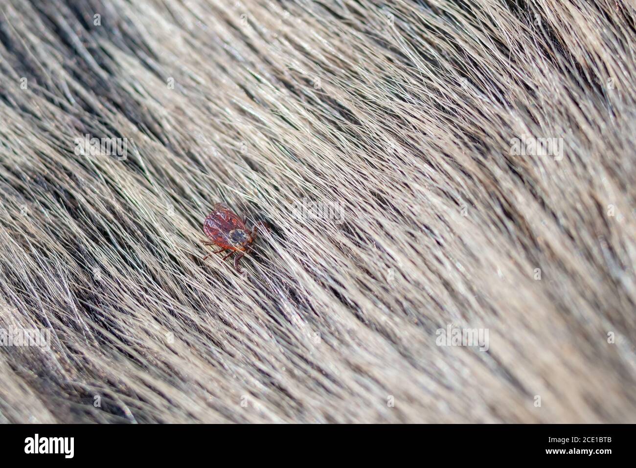 Nahaufnahme von amerikanischen Hund Zecken kriechen Tierfell. Diese Arachniden eine aktivste im Frühjahr und kann Karrieren der Lyme-Borreliose oder Enzephalitis sein. Niemand Stockfoto