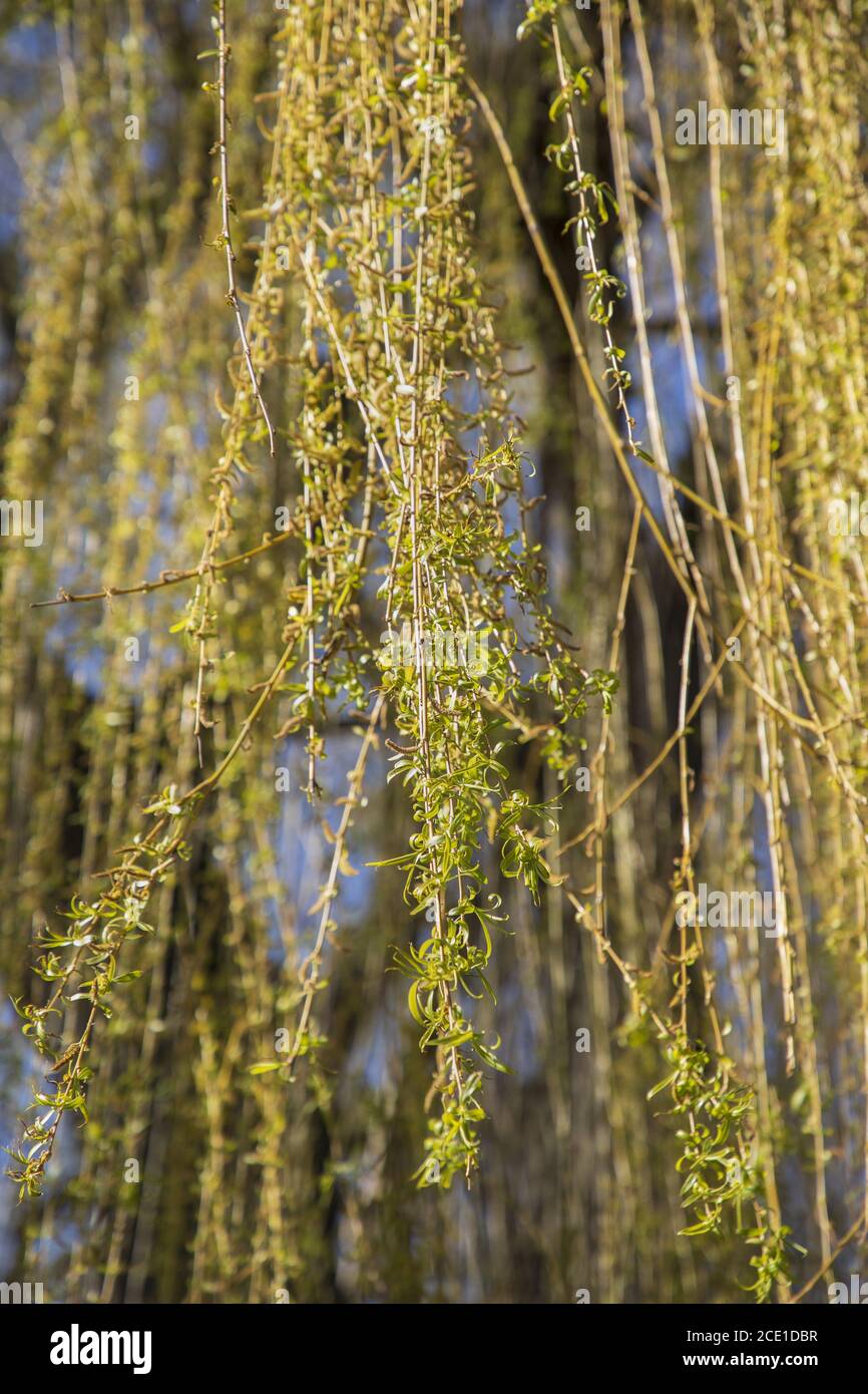 Zweige, Blätter und Blüten einer Trauerweide im Frühling Stockfoto
