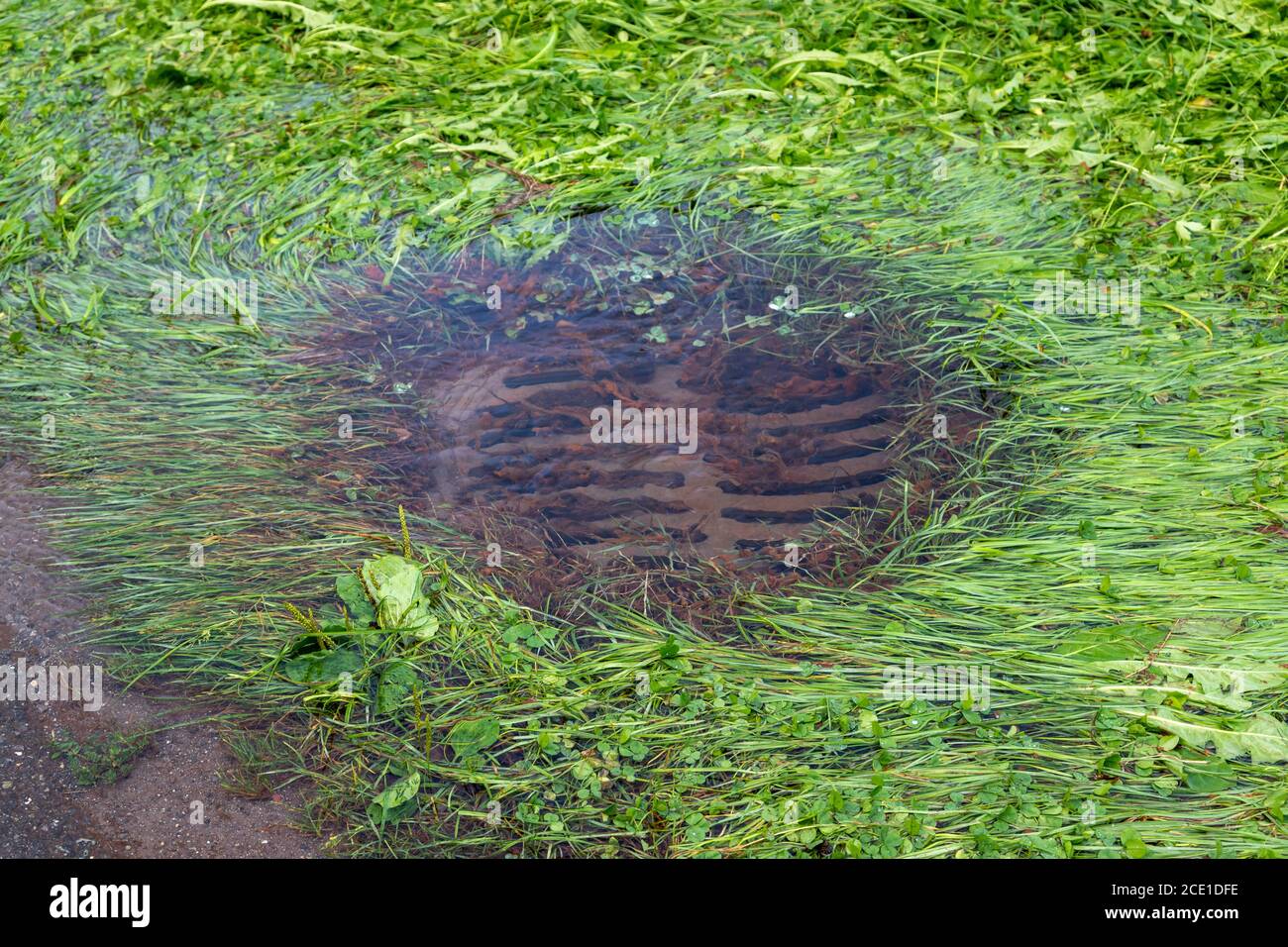 Nach fast drei Tagen Regen spuckt dieser Abfluss an der Seite einer Straße Wasser aus, das er nicht enthalten kann. Stockfoto