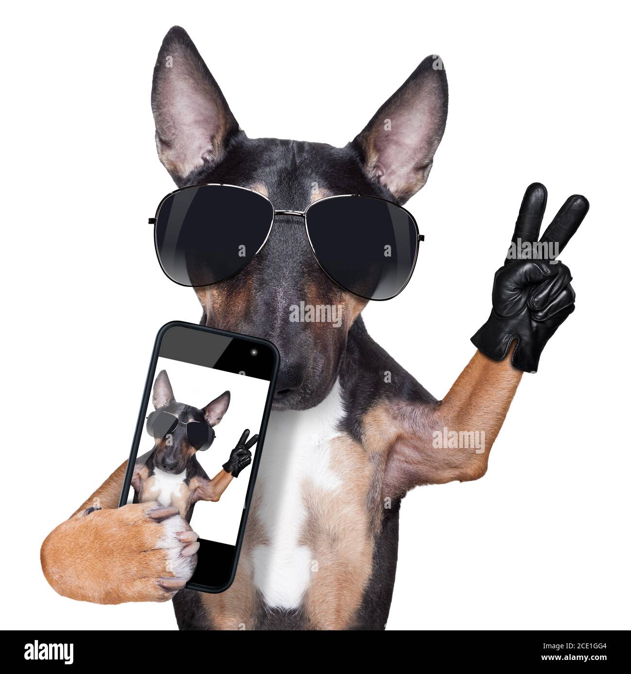 Bull Terrier HUND Selfie Stockfoto