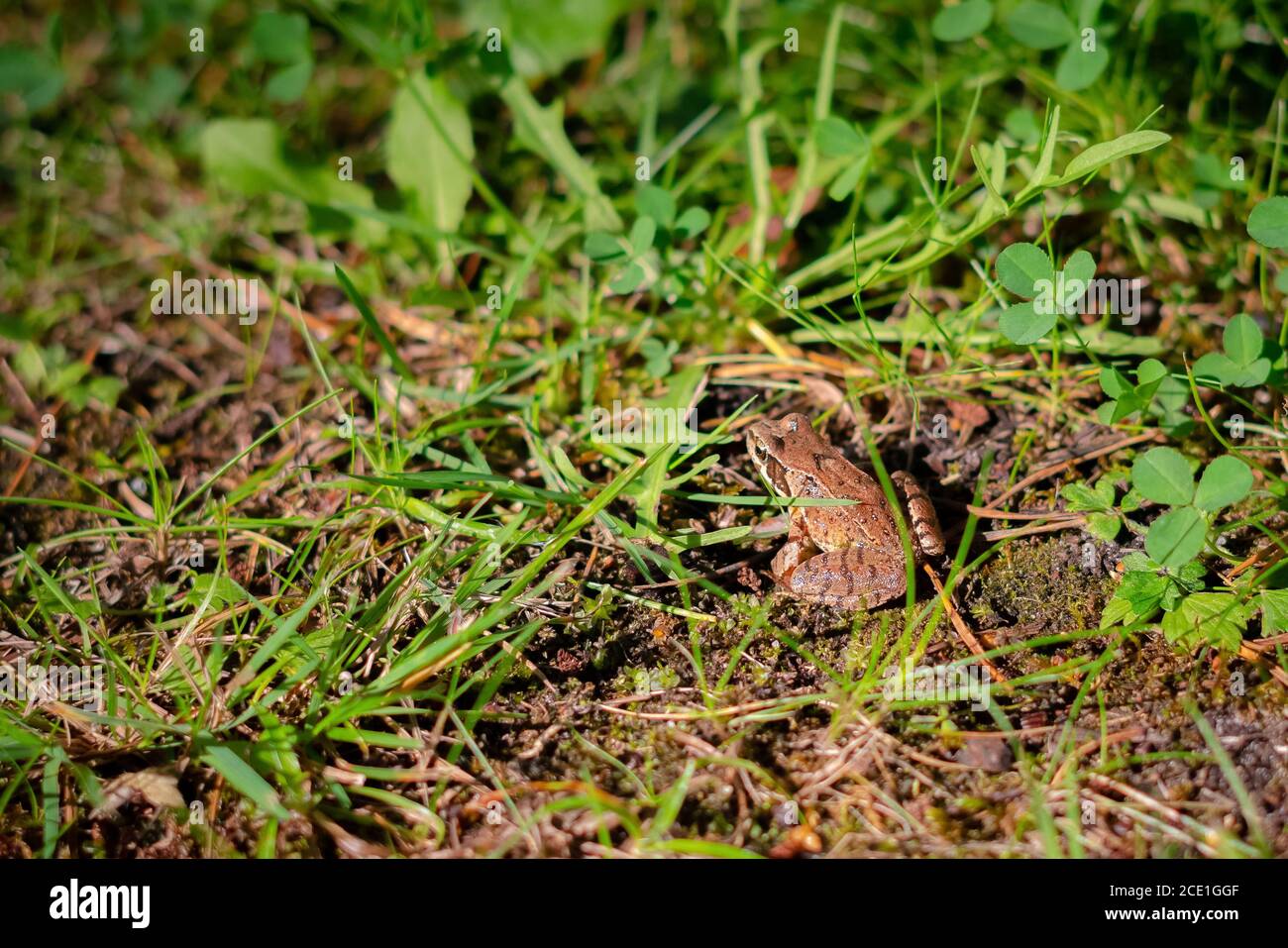 Europäischer brauner Frosch im grünen Gras Hintergrund. Nahaufnahme des nassen Frosches Stockfoto