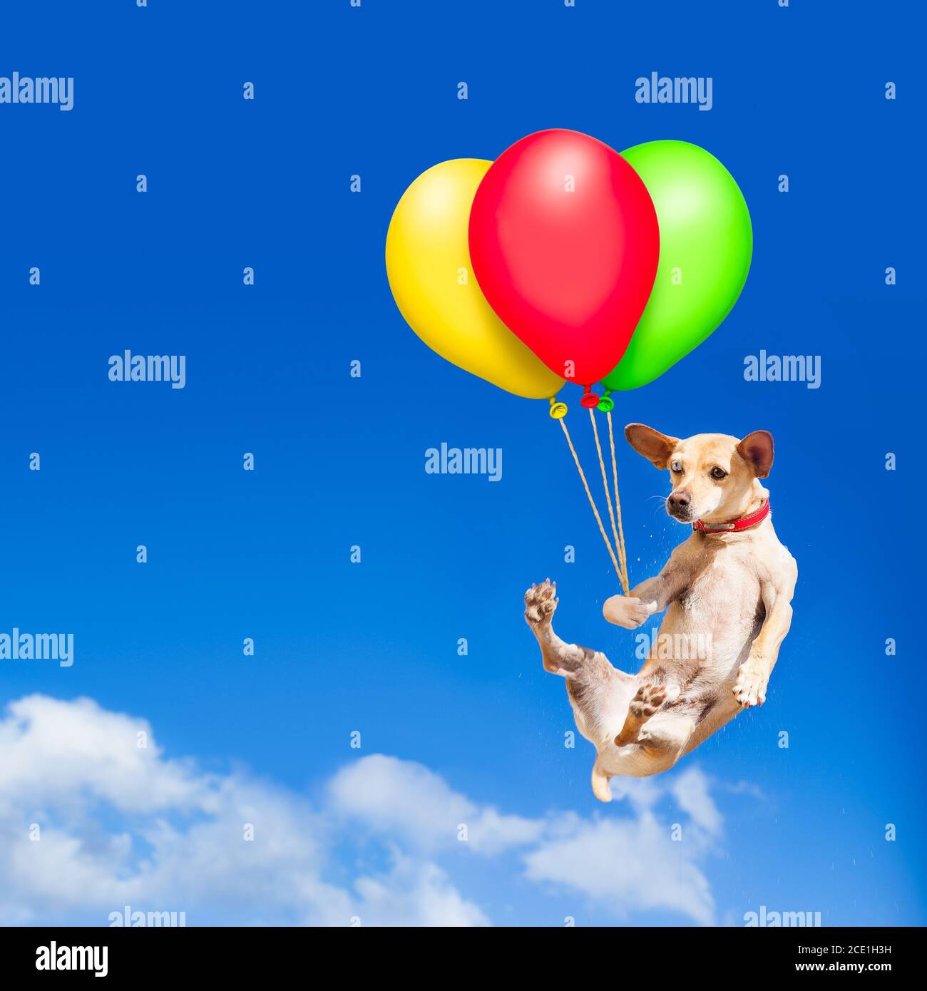Hund hängt an Ballon in der Luft Stockfotografie - Alamy