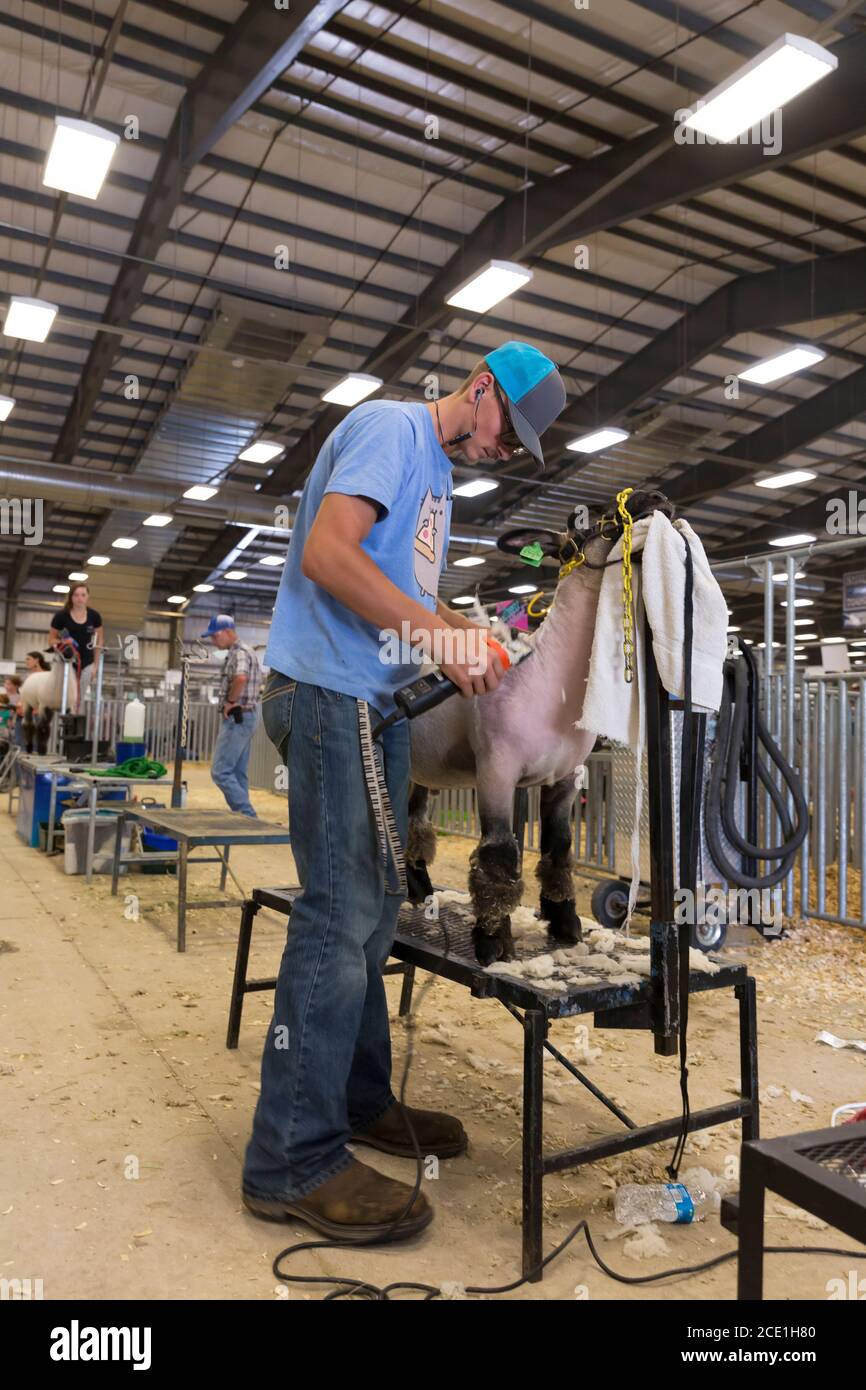 Alex Williams würgt sein Hampshire Lamm namens Private Hudson für den Wettbewerb auf der Wyoming State Fair in Douglas am Donnerstag, 13. August 2020. Die 108. Jährliche Messe eröffnete diese Woche mit zusätzlichen Vorsichtsmaßnahmen, um die Ausbreitung des COVID-19 Virus zu verhindern. Stockfoto