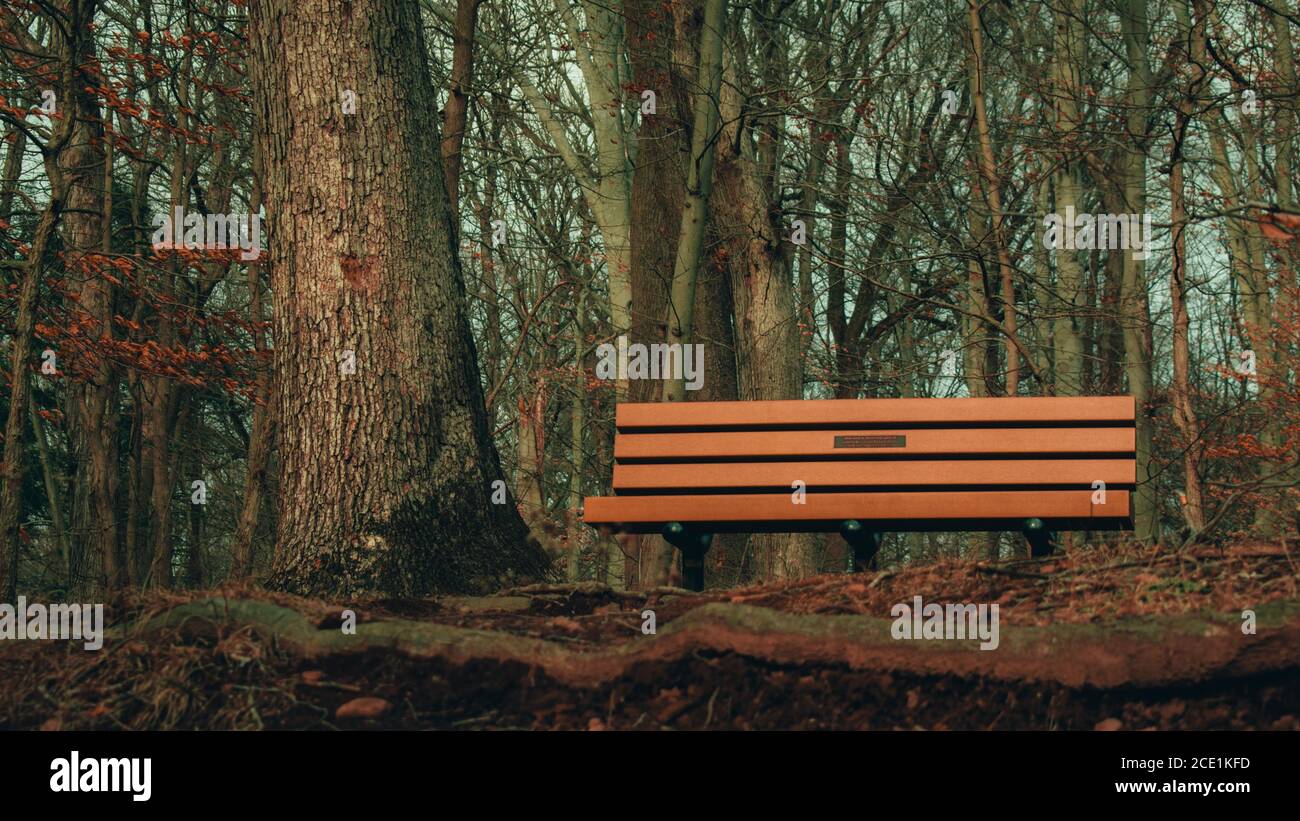 Eine Holzbank neben einem Baum auf der Oberseite Ein Hügel in einem toten Winterwald Stockfoto