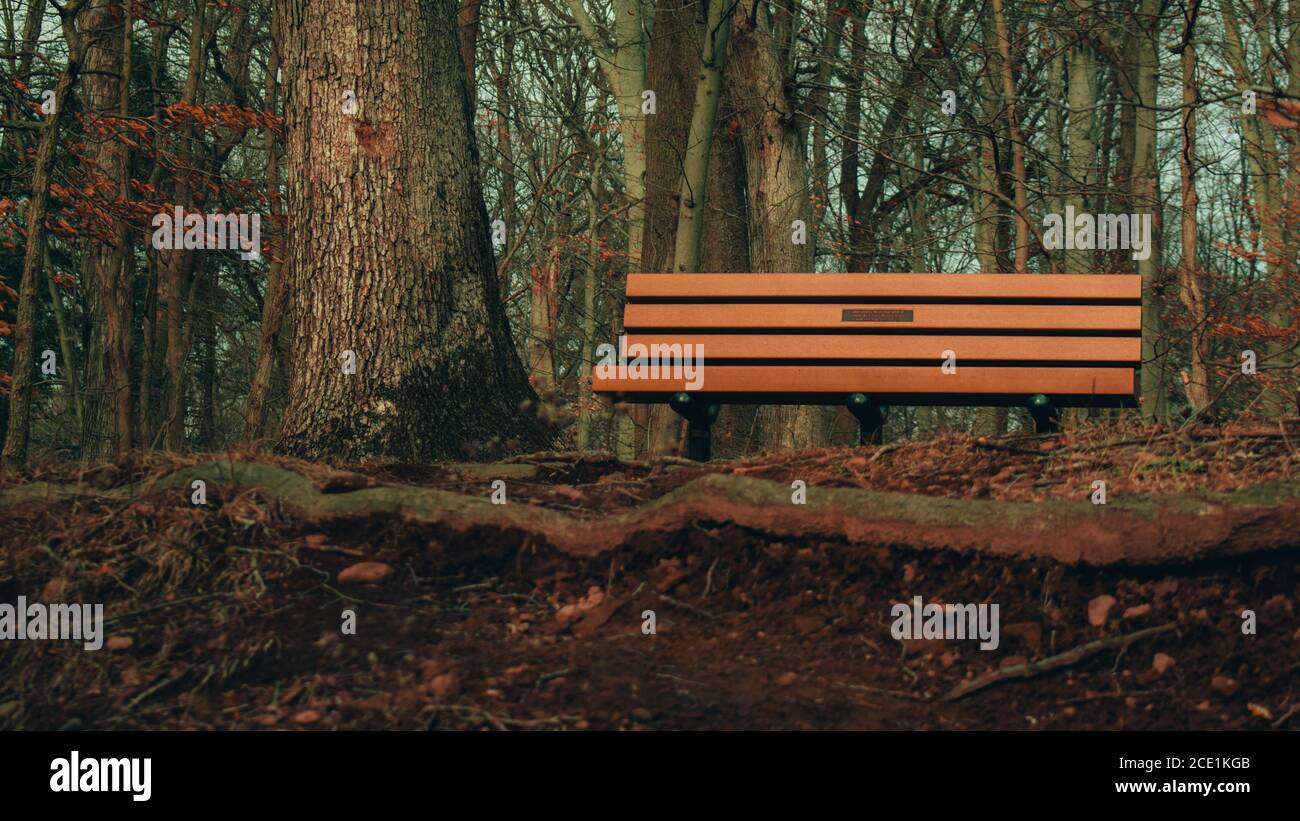 Eine Holzbank neben einem Baum auf der Oberseite Ein Hügel in einem toten Winterwald Stockfoto