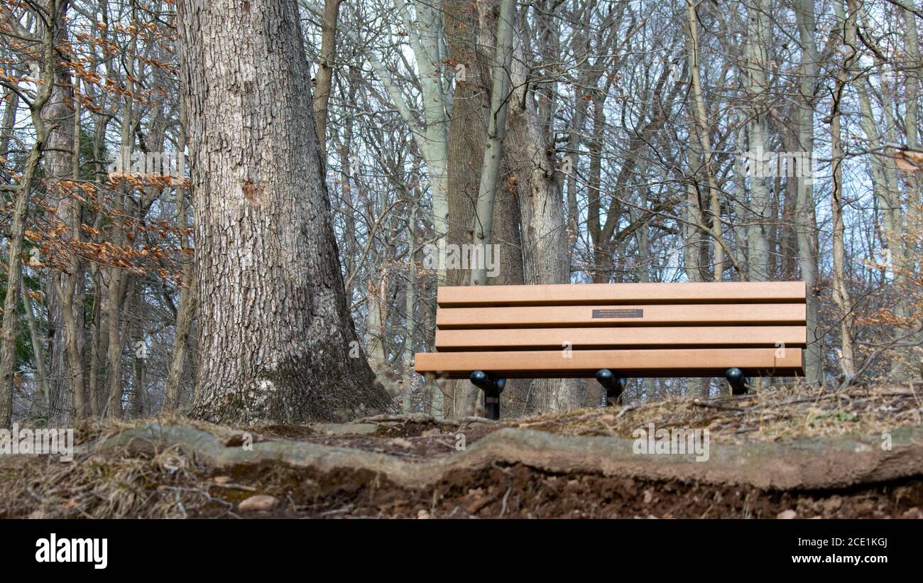Eine Holzbank neben einem Baum auf der Oberseite Ein Hügel in einem toten Winterwald Stockfoto