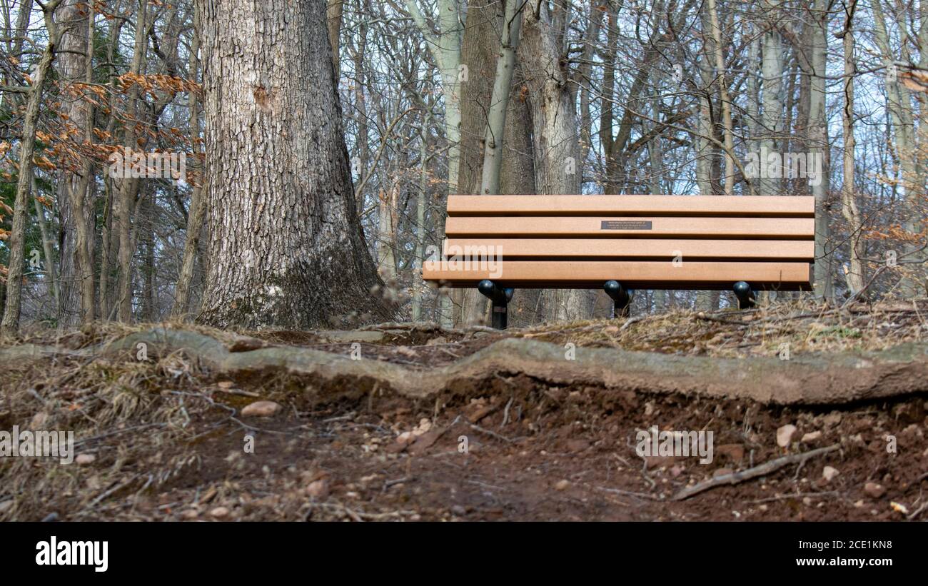 Eine Holzbank neben einem Baum auf der Oberseite Ein Hügel in einem toten Winterwald Stockfoto