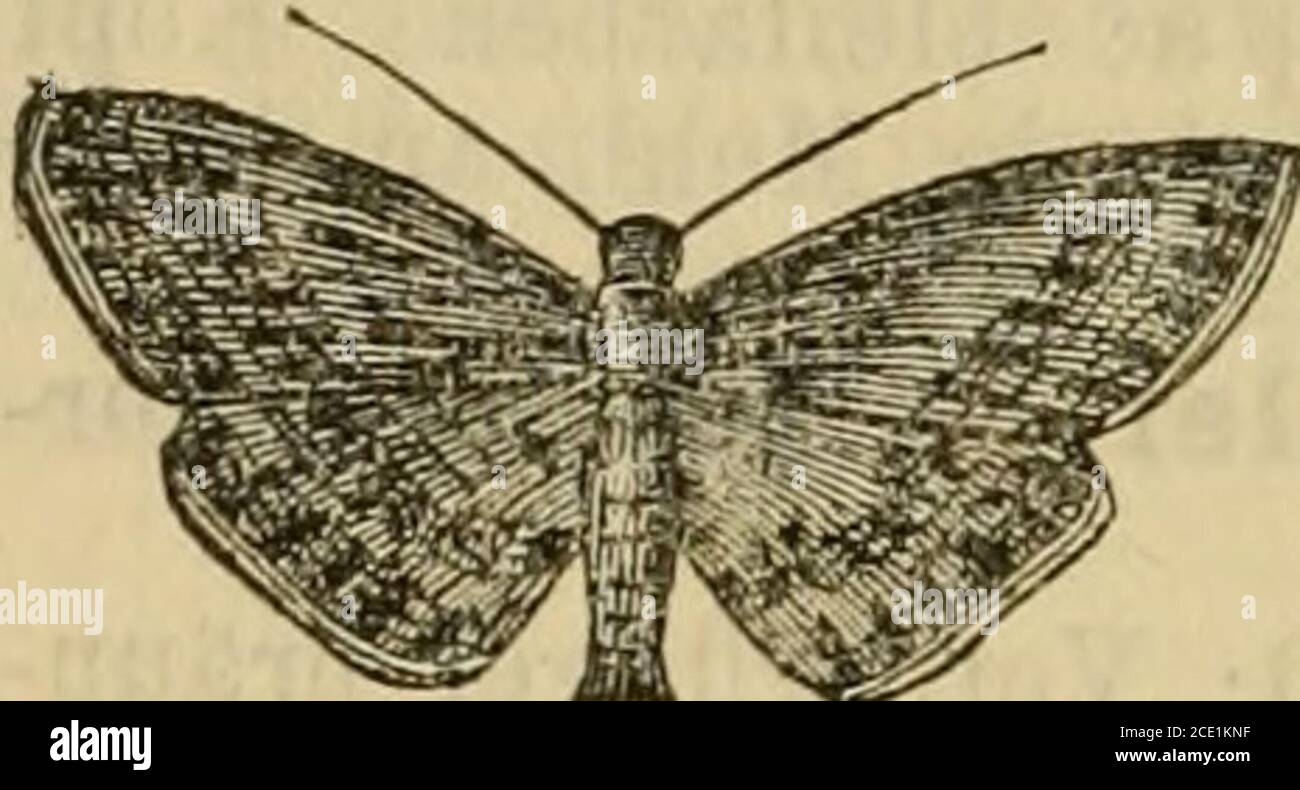 . Die Insektenwelt : ein Taschenbuch zu entomologischen Exkursionen für Lehrer und Lernende . beim M. unters eine flache     Mulde; Ader 11 sehr schräg. Abb. 218. 5^2. JE. Urticäta L., 30; Flügel - , - weiss mit 2 Reihen wärzlicher J?lecker; Kopf und Thorax dottergelb. Mai – Juli. (Abb. 218)Raupe: Herbst auf Brennesseln. 169. Botys TR., Seidenglanz-z. Master kräftig,Kndglied fadenförmig; Vorderflügel breit Seckig, Saumlang; Ader 8 und lu gesondert. 11 sehr eng; Hiuter-kugel kurz, gerundet Raupen wicklerartig. 573. B. octomaculäta L., 20; Flügel schwarz, je mit 2runden weißen Flecken; S Stockfoto