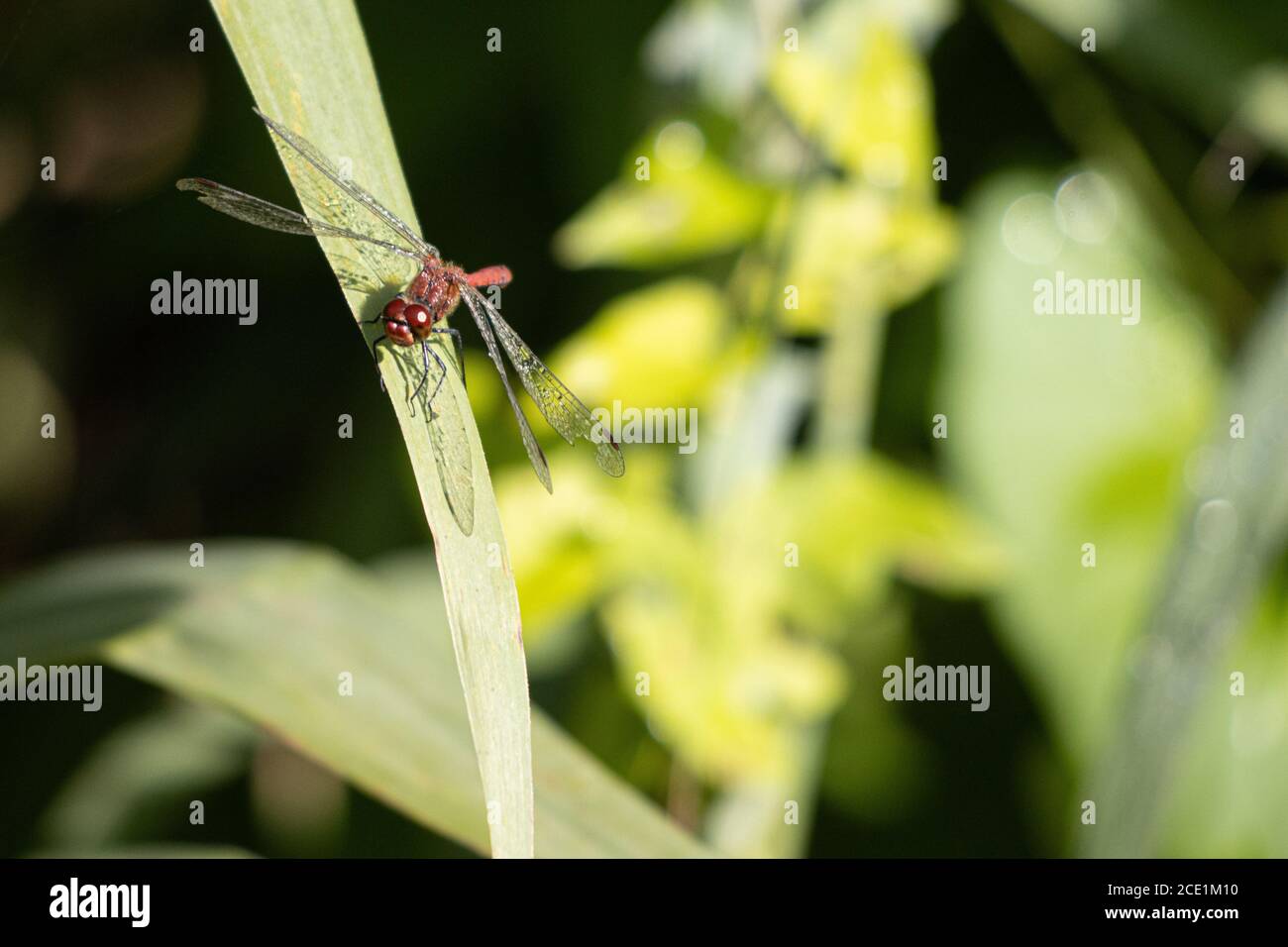 Eine rote Libelle hat Tautropfen auf ihren Flügeln und Sitzt auf einem grünen Blatt in der Sonne Stockfoto