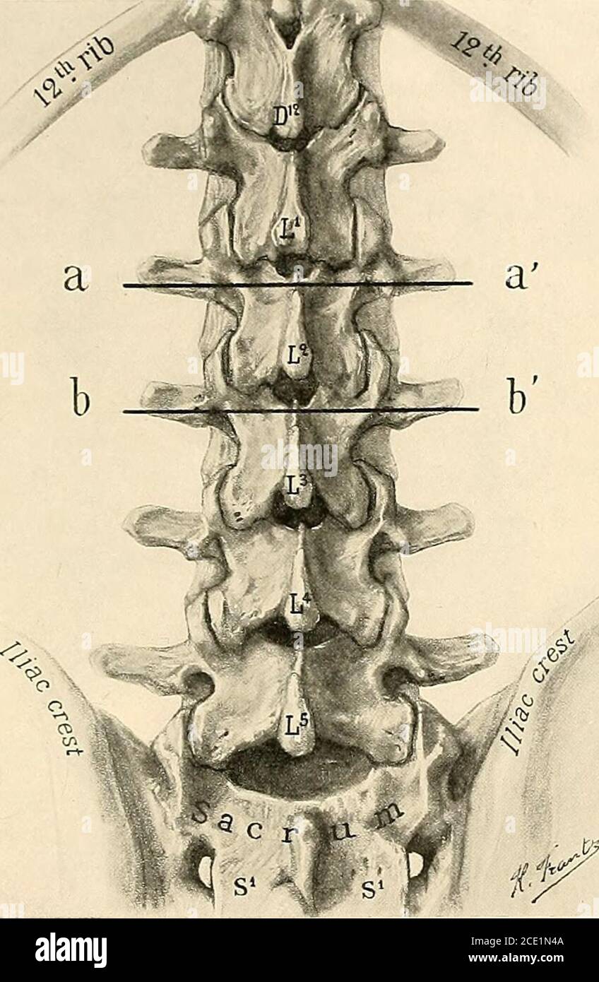 . Regionalanästhesie : seine technische und klinische Anwendung . Trans, proc, of L* Spin.proc.oF L^ Sup. Proc. Abb. -Seitenansicht der Lendenwirbelsäule, die Form und Richtung der Wirbelprozesse gleitend. Zurück liegen die Dornfortsätze der Lendenwirbel gegenüber den in-tertransversalen Räumen, Das heißt, wenn zwei horizontale Linien tangential zu den oberen und unteren Rändern des Dornfortsatzes eines lendenwirbels gezogen werden, passieren diese Linien die transversalen Prozesse von zwei benachbarten BLOCKADEN DER SPINALNERVEN 243 Wirbel, der obere transversale Prozess, der zu den Wirbel-Unterkrümmer gehört Stockfoto