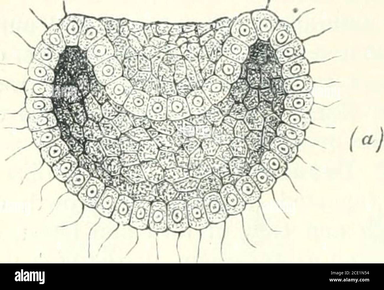 . Das Studium des Tierlebens . Wenn Tholk in großer Menge wie in der Eizelle von Knorpelfischen, Reptilien und Vögeln vorhanden ist, ist die Teilung sehr partiell, beschränkt auf einen kleinen, aber schnell ausdehnenden Bereich formativeliving Materie, die wie ein Tropfen auf der Oberfläche des Thiedolks liegt. Als Ergebnis der fortgesetzten Teilung, eine Kugel von Zellen gebildet. Dies kann hohl sein (eine Blastosphäre oder fest (eine Morula^ d.h. wie eine Maulbeere), oder es kann viel in Form durch das Vorhandensein einer großen Menge von Eigelb modifiziert werden.so in den Hennen QG^ was zuerst gebildet wird, ist eine Scheibe von cellstechnisch genannt Blastoderm, w Stockfoto
