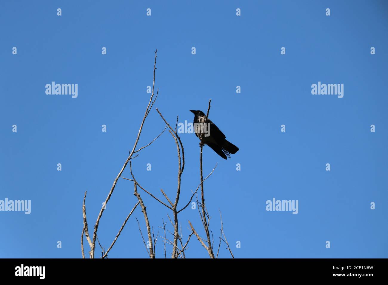 Eine Krähe sitzt in den Zweigen eines nackten Baumes Im Sommer Stockfoto