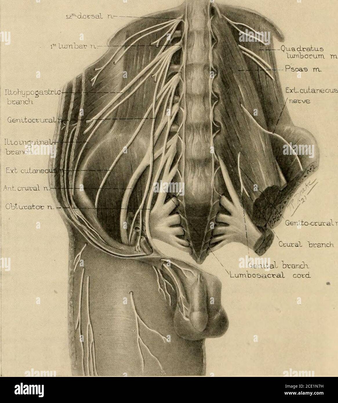 Arteria Iliaca Externa Stockfotos Und Bilder Kaufen Alamy