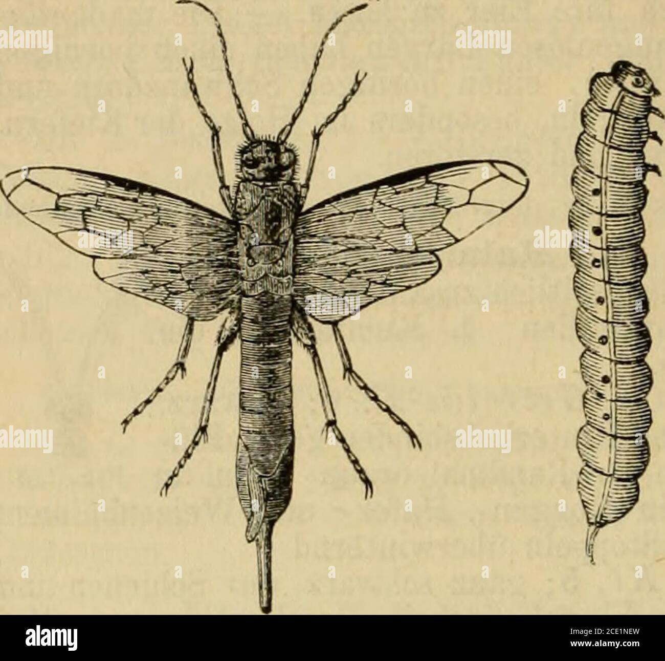. Die Insektenwelt : ein Taschenbuch zu entomologischen Exkursionen für Lehrer und Lernende . 169. X. annulldta jur., 14; schwarz; Seiten mit elfenbein-weissen Flecken; Beine weißfleckig, wie derFüllergrund rotbraun. 170. X Camelus L., 14; schwarz; Seiten weiss-fleckig; Beine rostrot, ungefleckt; Kandmalweissiich. Auf Kiefern, Tannen.171. X. Dromedärius F., 14; schwarz; Hinter-? Leibsmitte rot, Seiten weissfleckig. Auf Weiden.Sirex L., Holzwespe. Vorderflügel mit 2 Ra-Dial-, 3 – 4 Kubi-talzellen; l.Kubi-talzelle die kür-zeste ; Kopf halb-kuglig, dem breit-teren Prothoraxdicht anliegend;Hinterlei Stockfoto