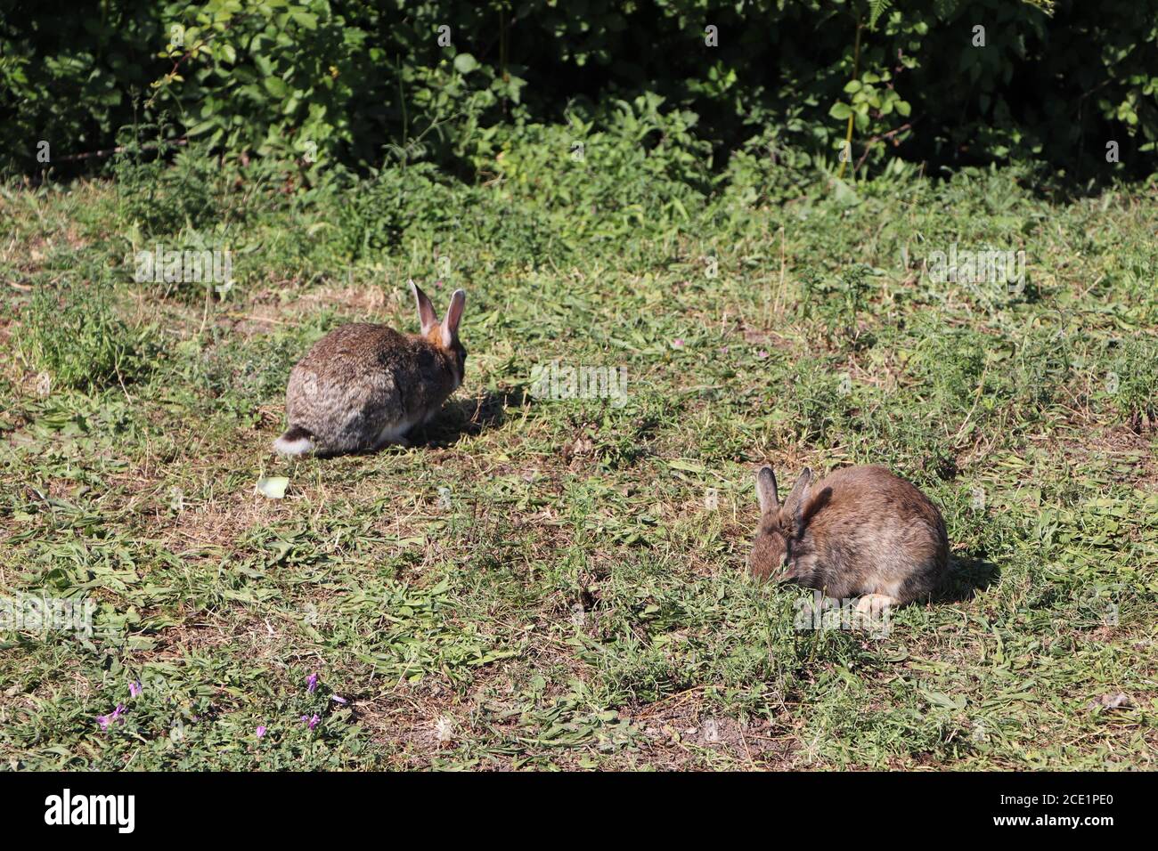 Kaninchen erkunden den Park Stockfoto